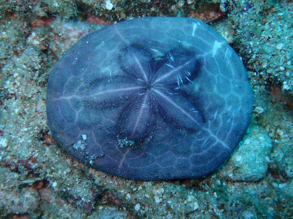 Clypeaster subdepressus (Galleta de Mar / Sea Biscuit)