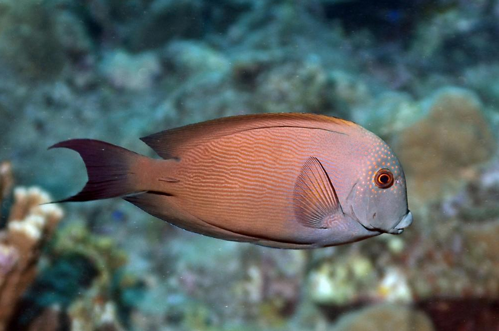 Ctenochaetus striatus (Cirujano Estriado / Striated Bristletooth Tang)