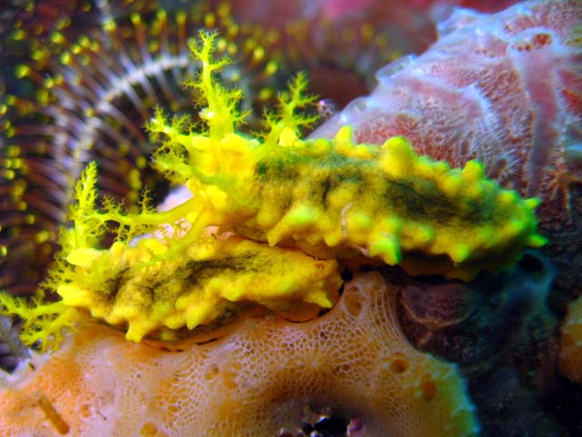 Colochirus robustus (Pepino de Mar Amarillo)