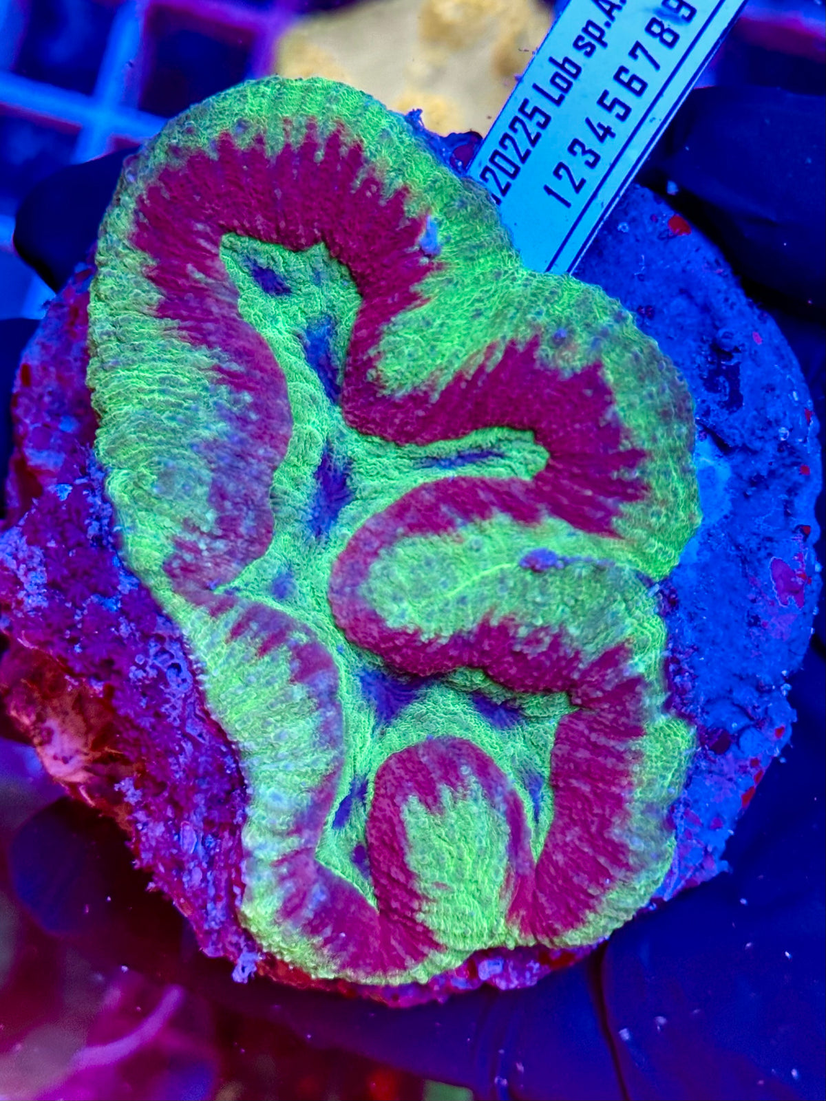 Lobophyllia PURPLE WATERMELON