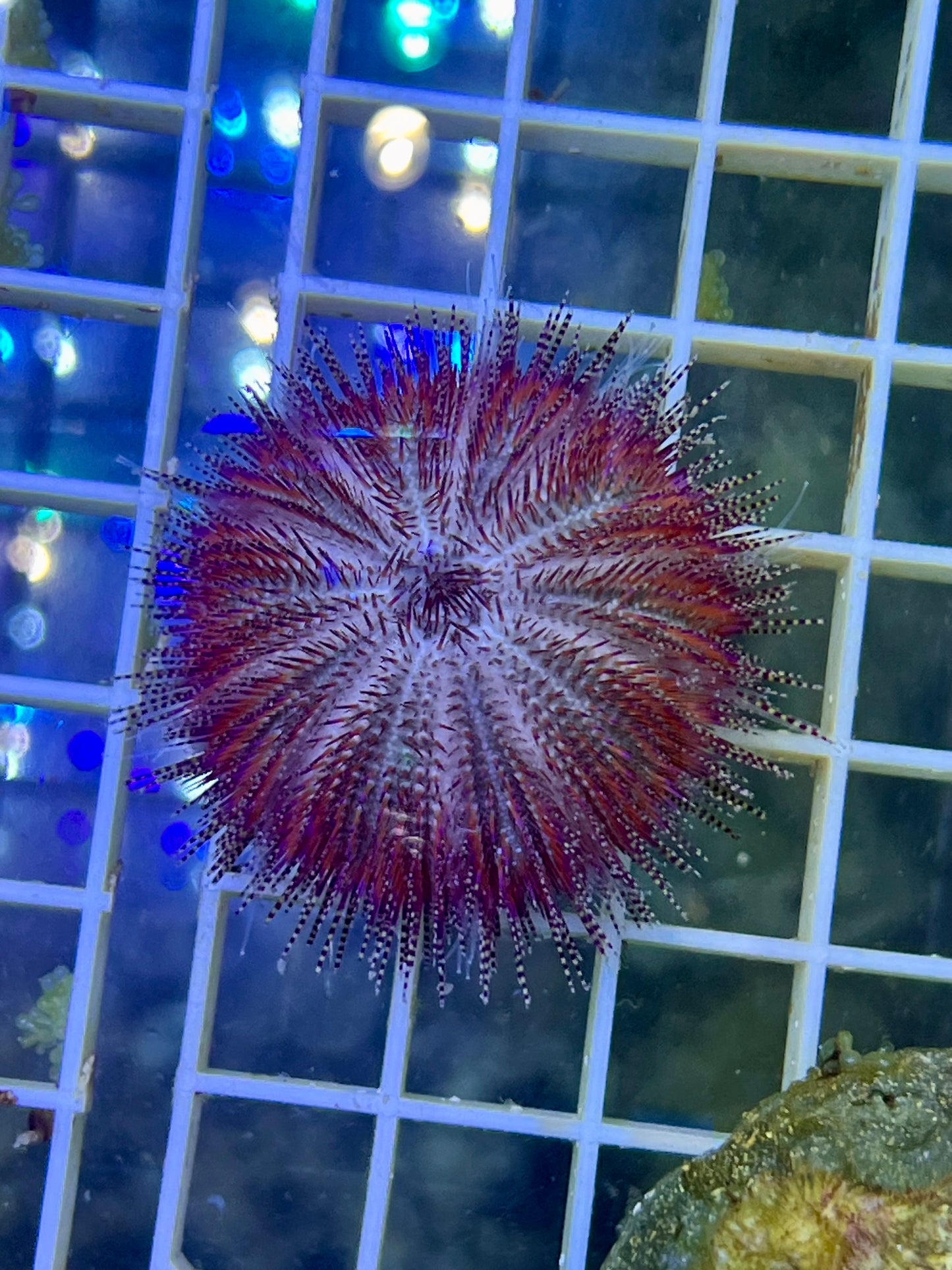 Erizo de puas cortas (rosa) - Salmacis belli