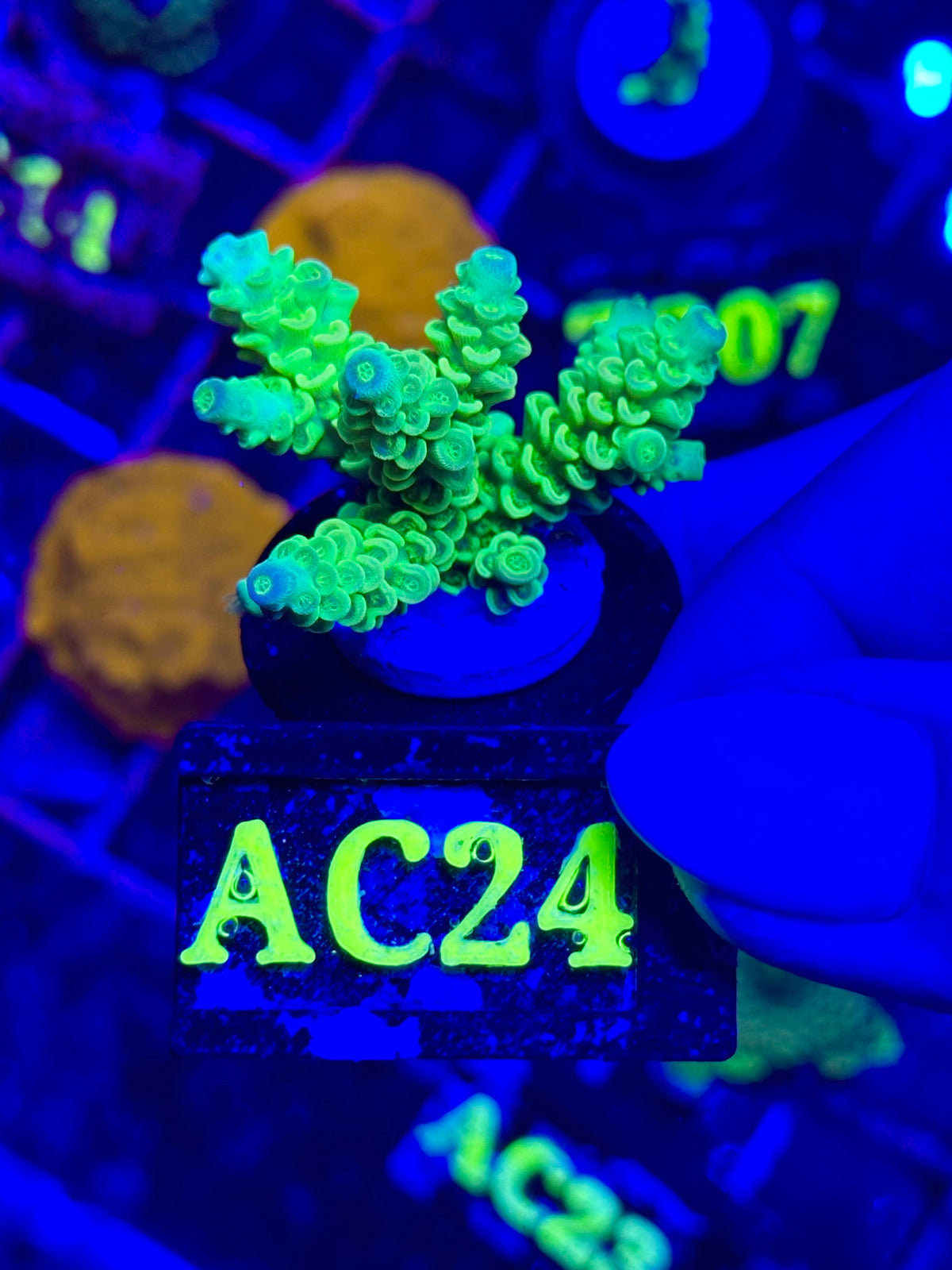 Acropora millepora “Neon Yellow”