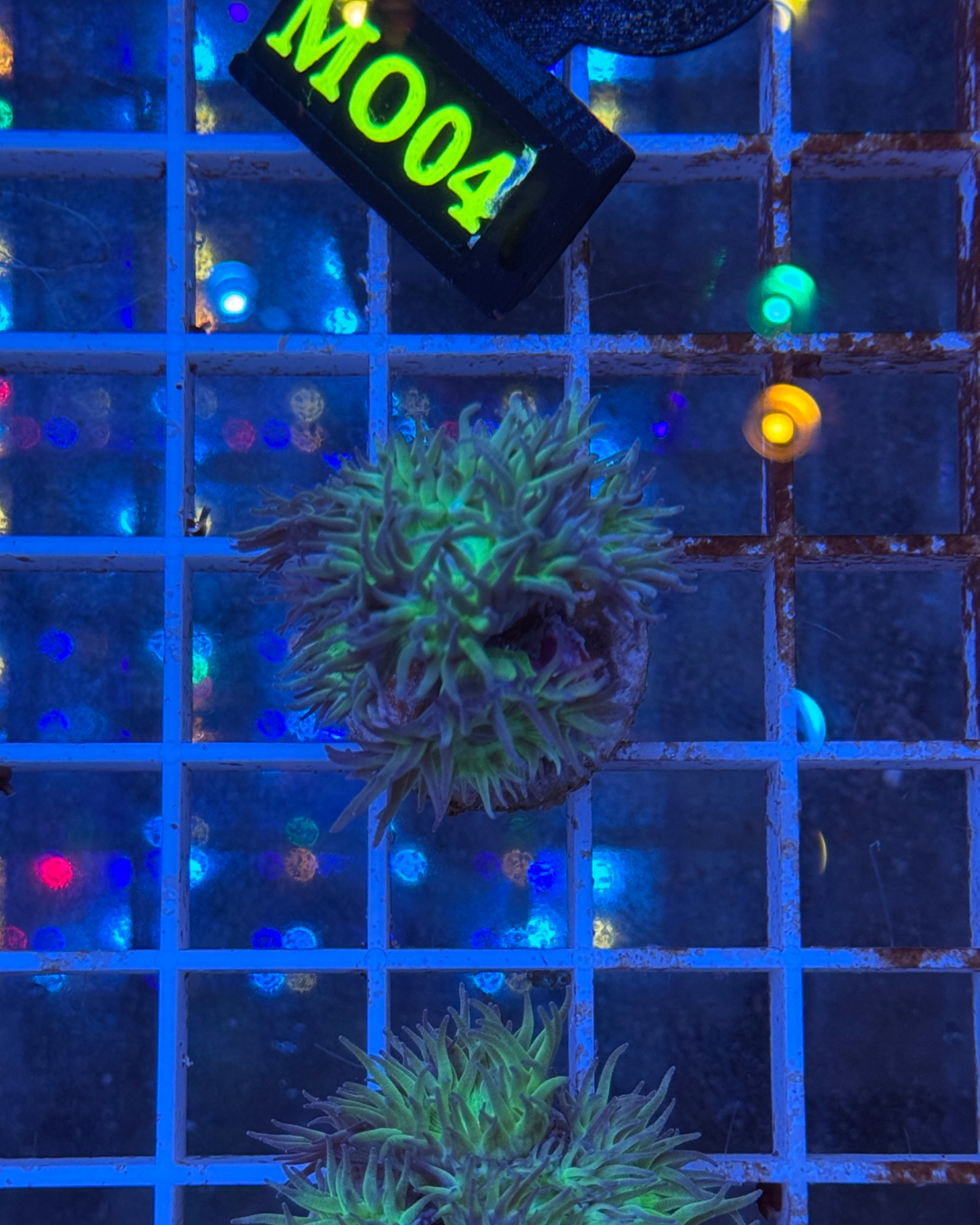 Duncanopsammia axifuga (DUNCAN)