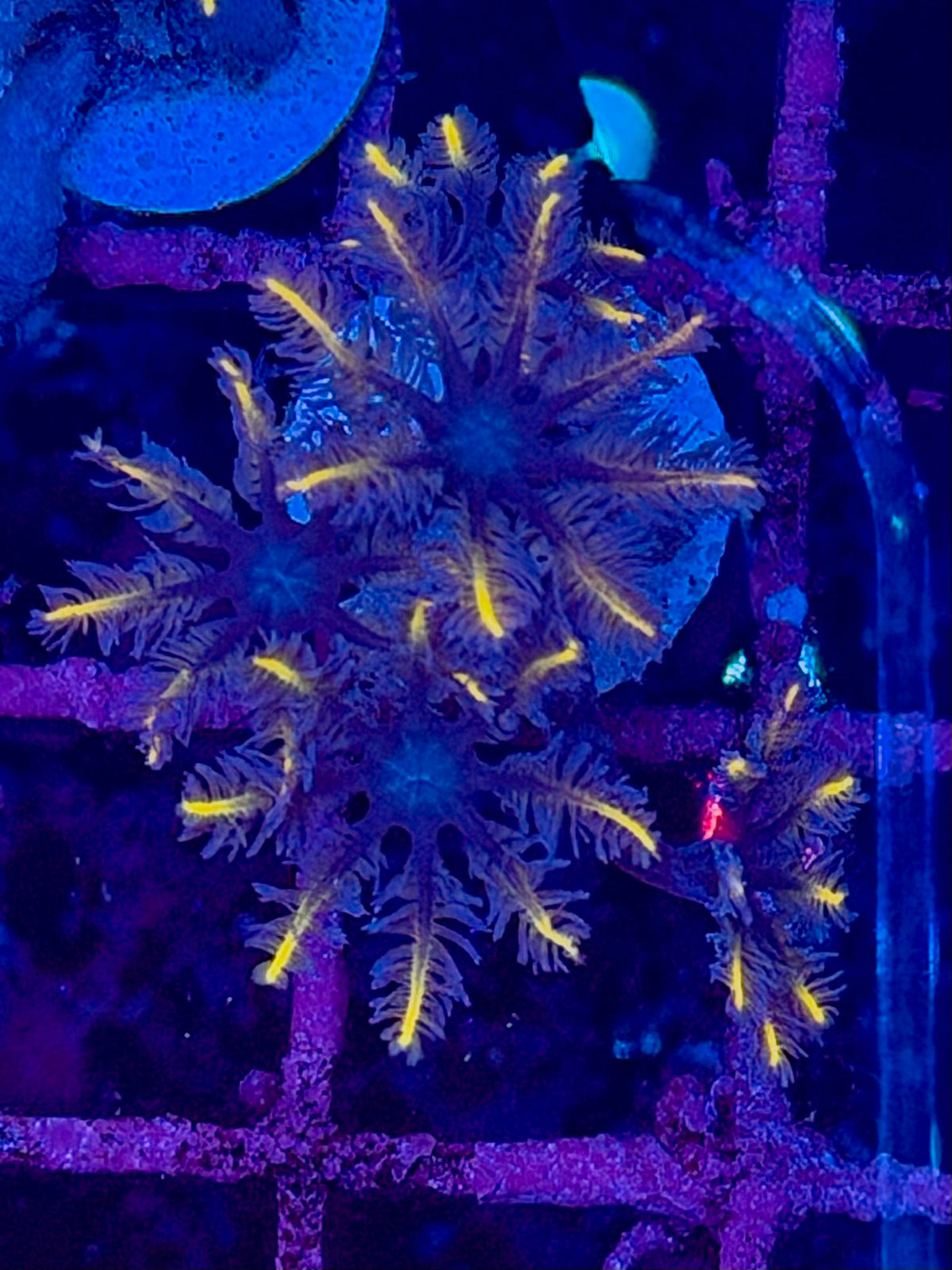 Clavularia PAPAYA BLACK - FRAG
