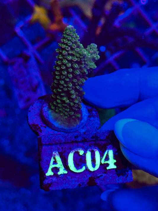 Acropora Divaricata JOE´S MANGO