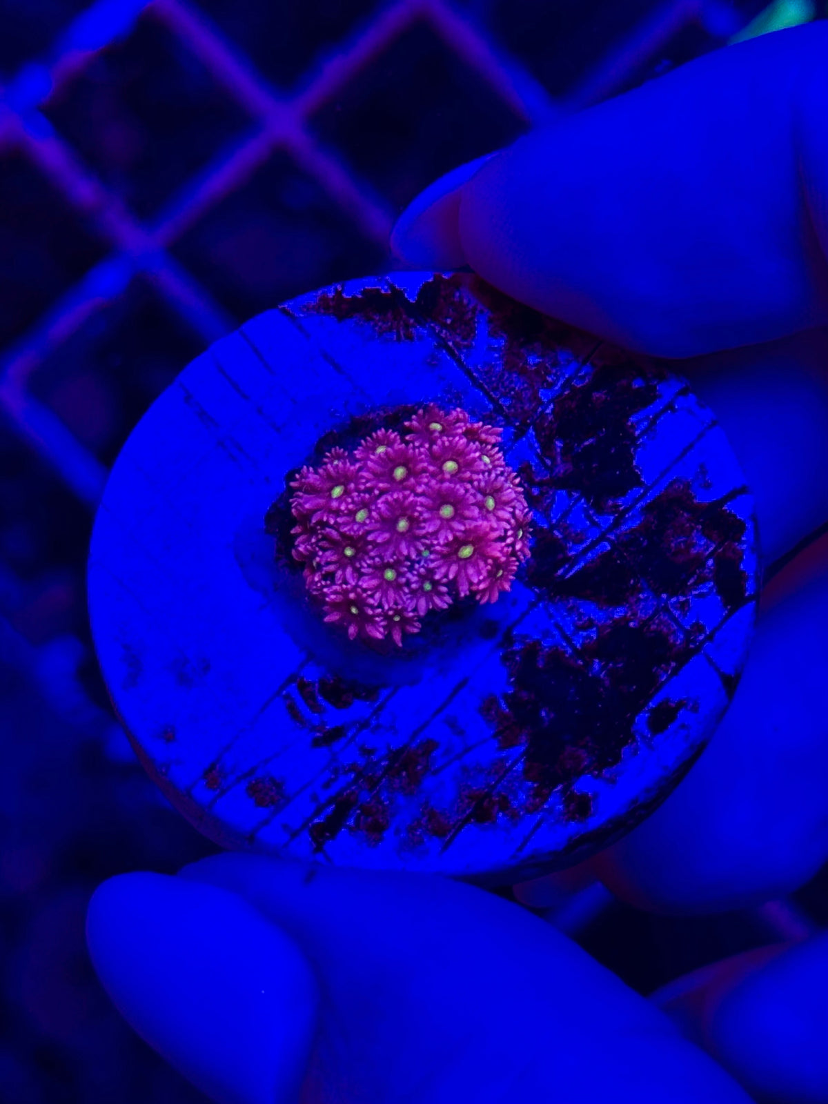 Goniopora PINK DAISY