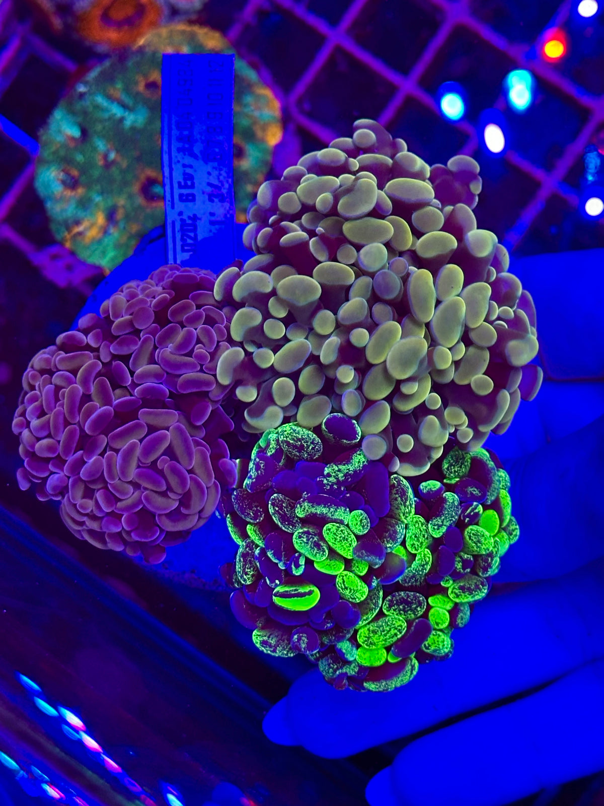 Jardín EUPHYLLIA PARAANCORA WYSIWYG - 001
