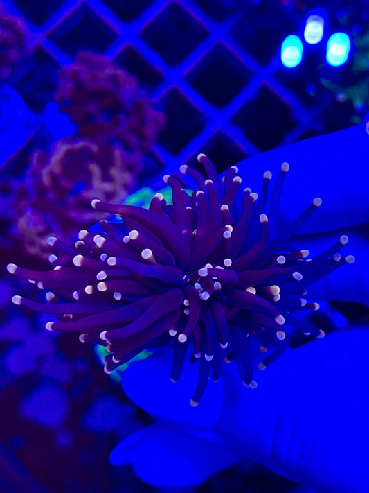 Euphyllia BLACK TORCH