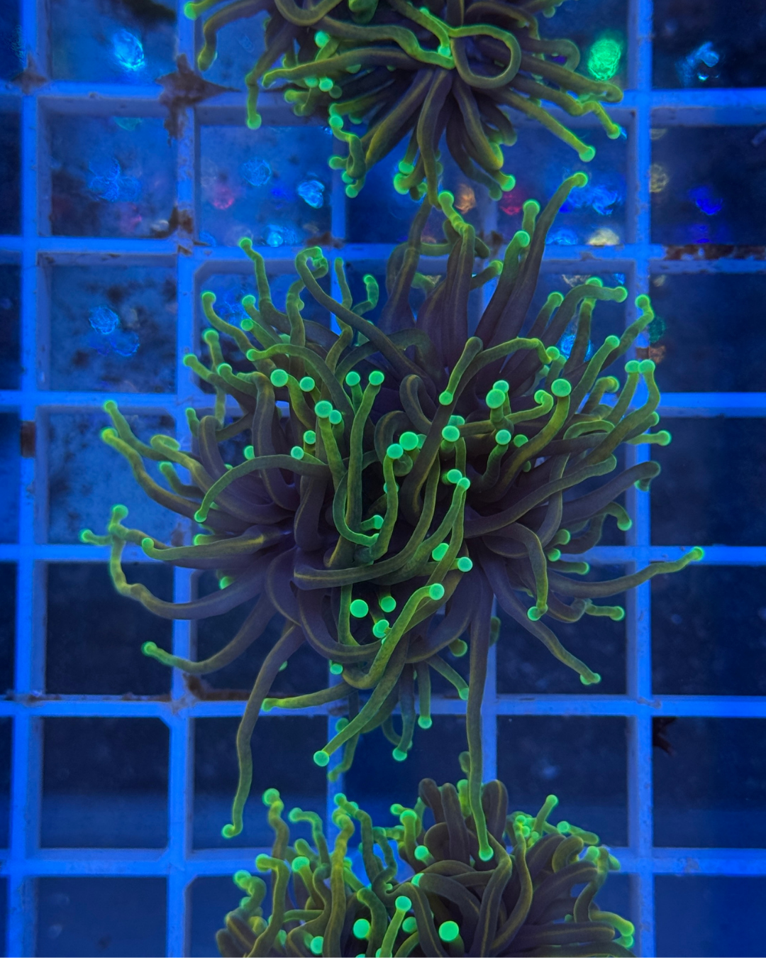 Euphyllia Dragon Soul