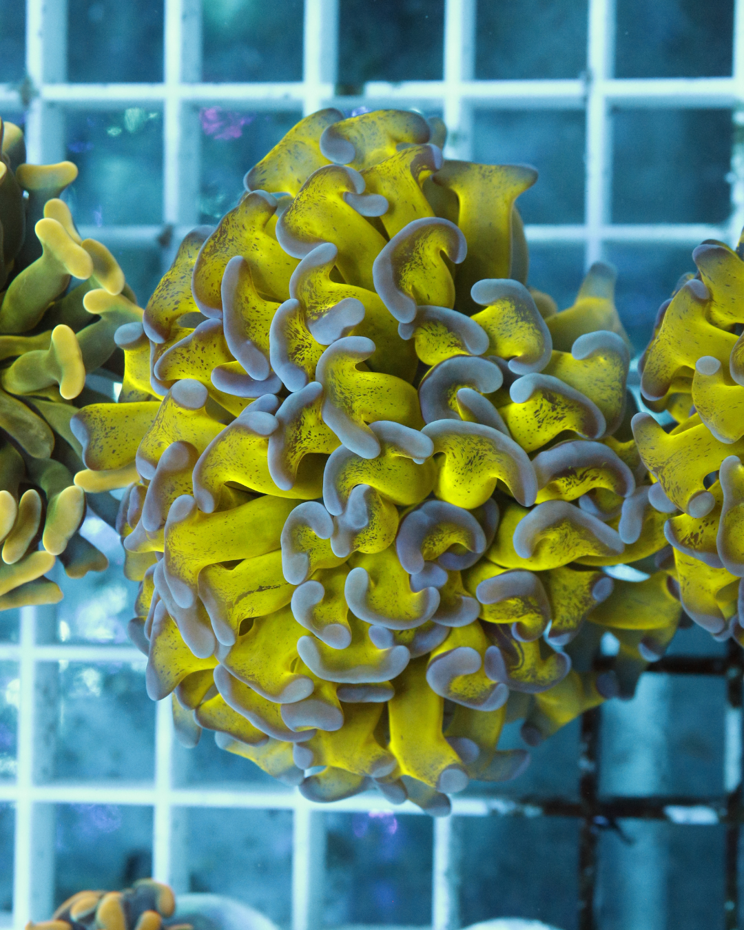 Euphyllia Hummer Green Purple