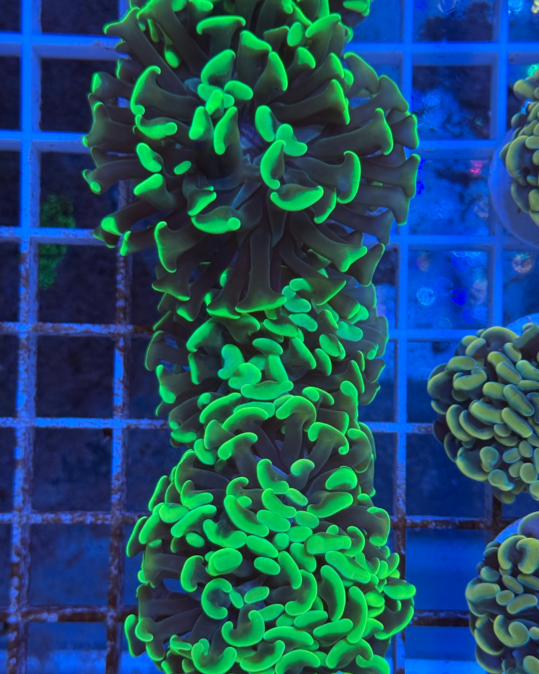 Euphyllia Hummer Green
