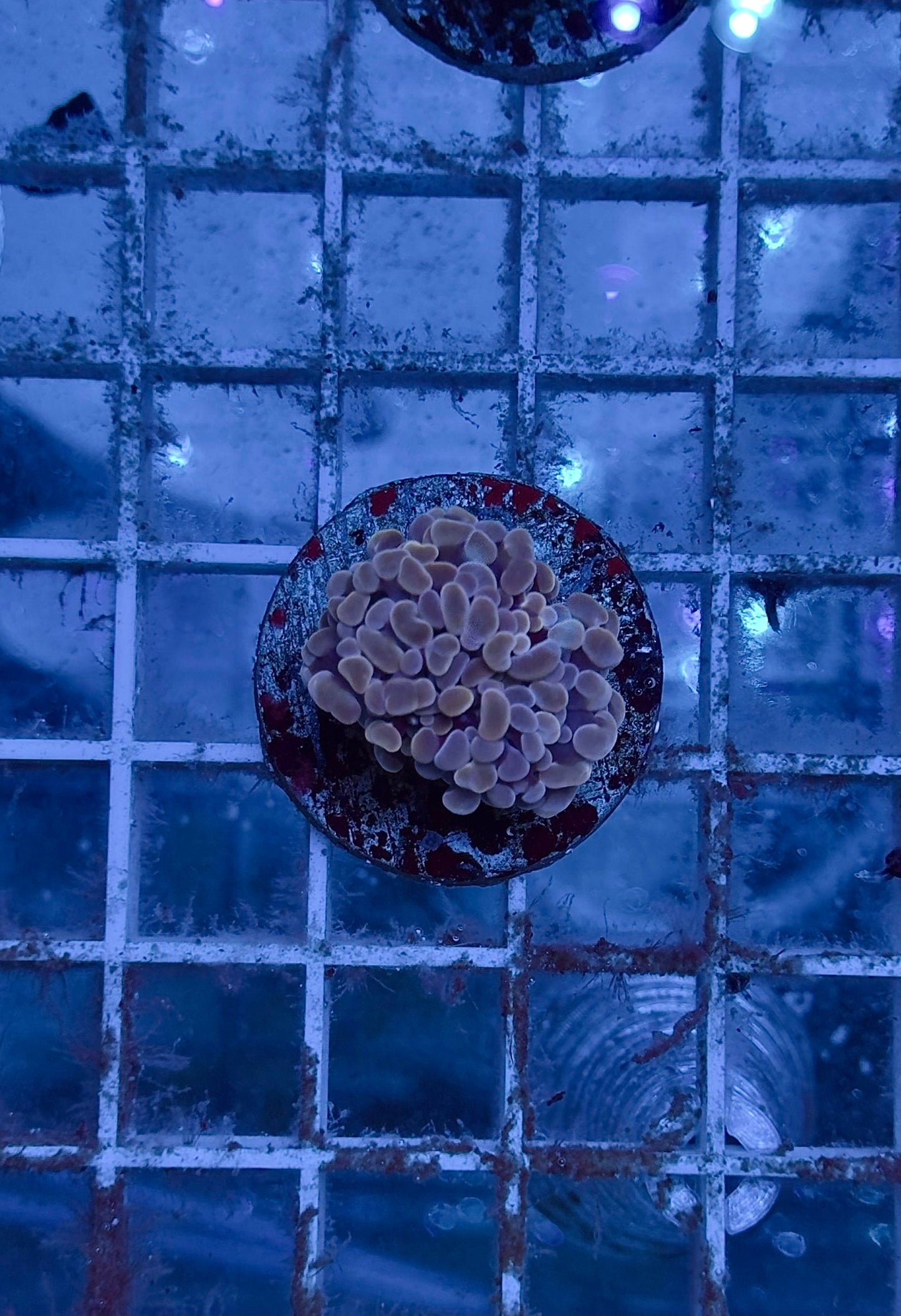 Euphyllia Parancora