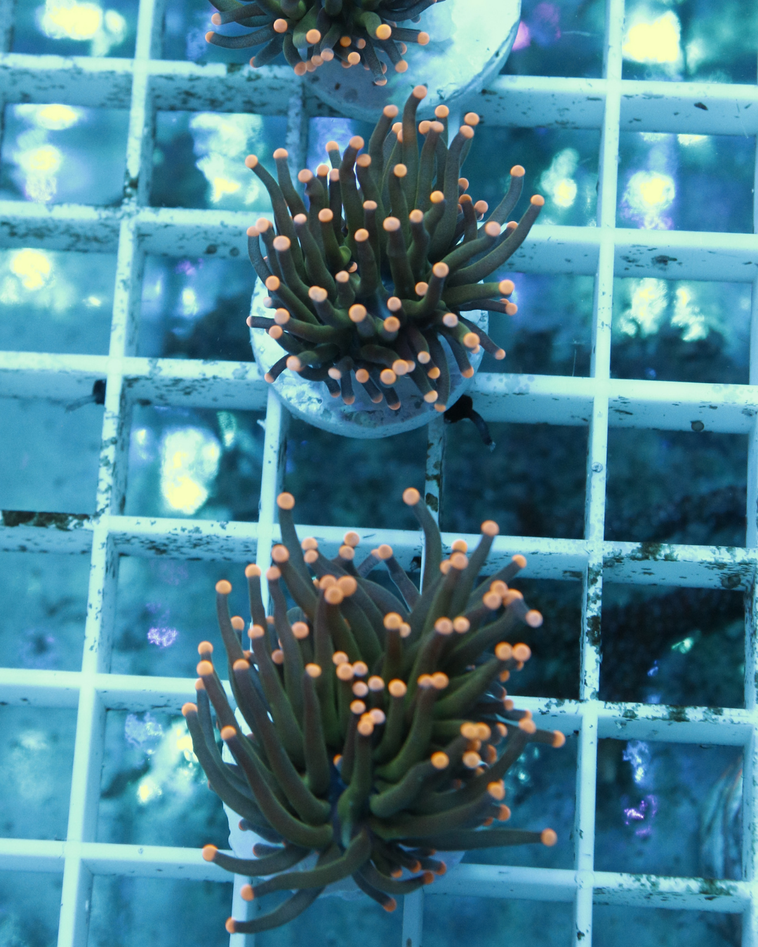 Euphyllia Torch yellow tips