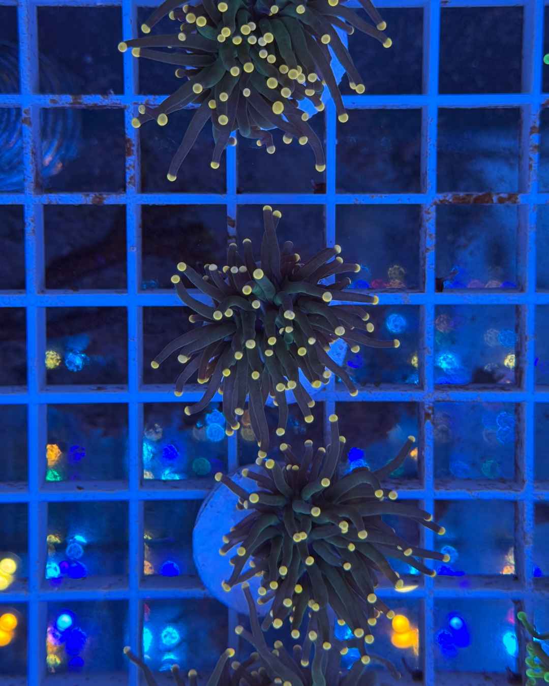 Euphyllia Torch yellow tips