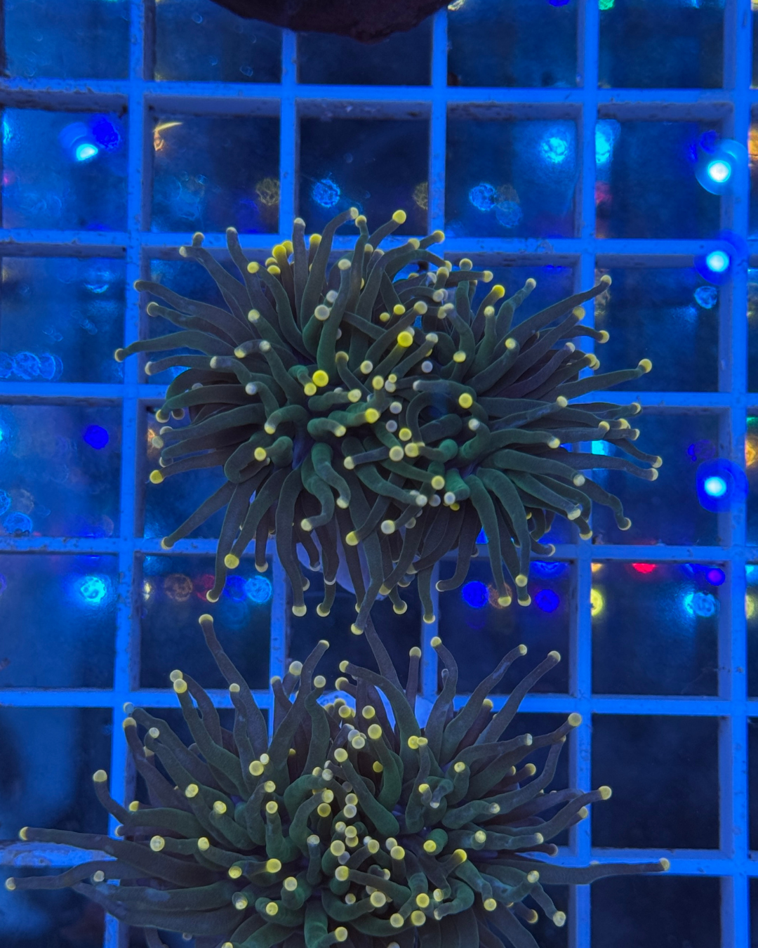 Euphyllia Torch yellow tips
