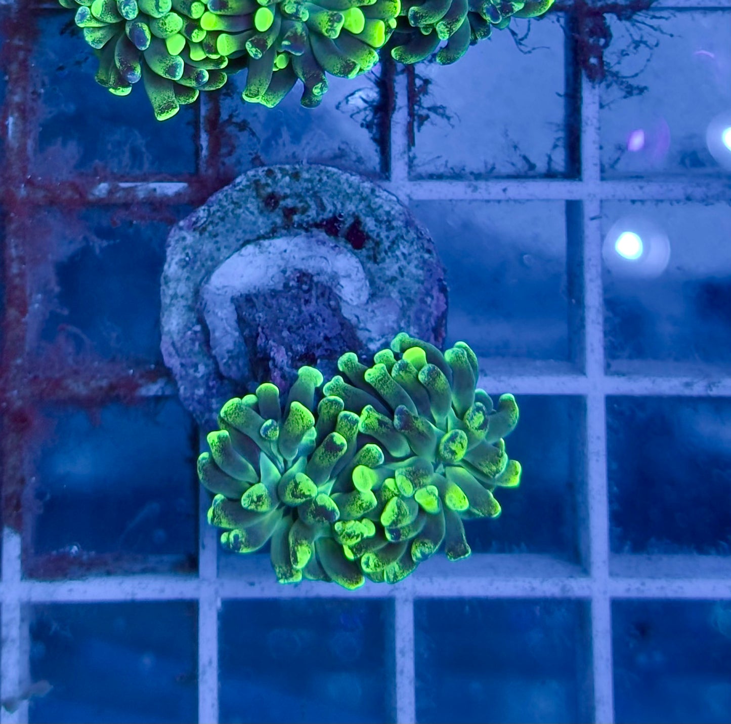 Euphyllia Toxic Green