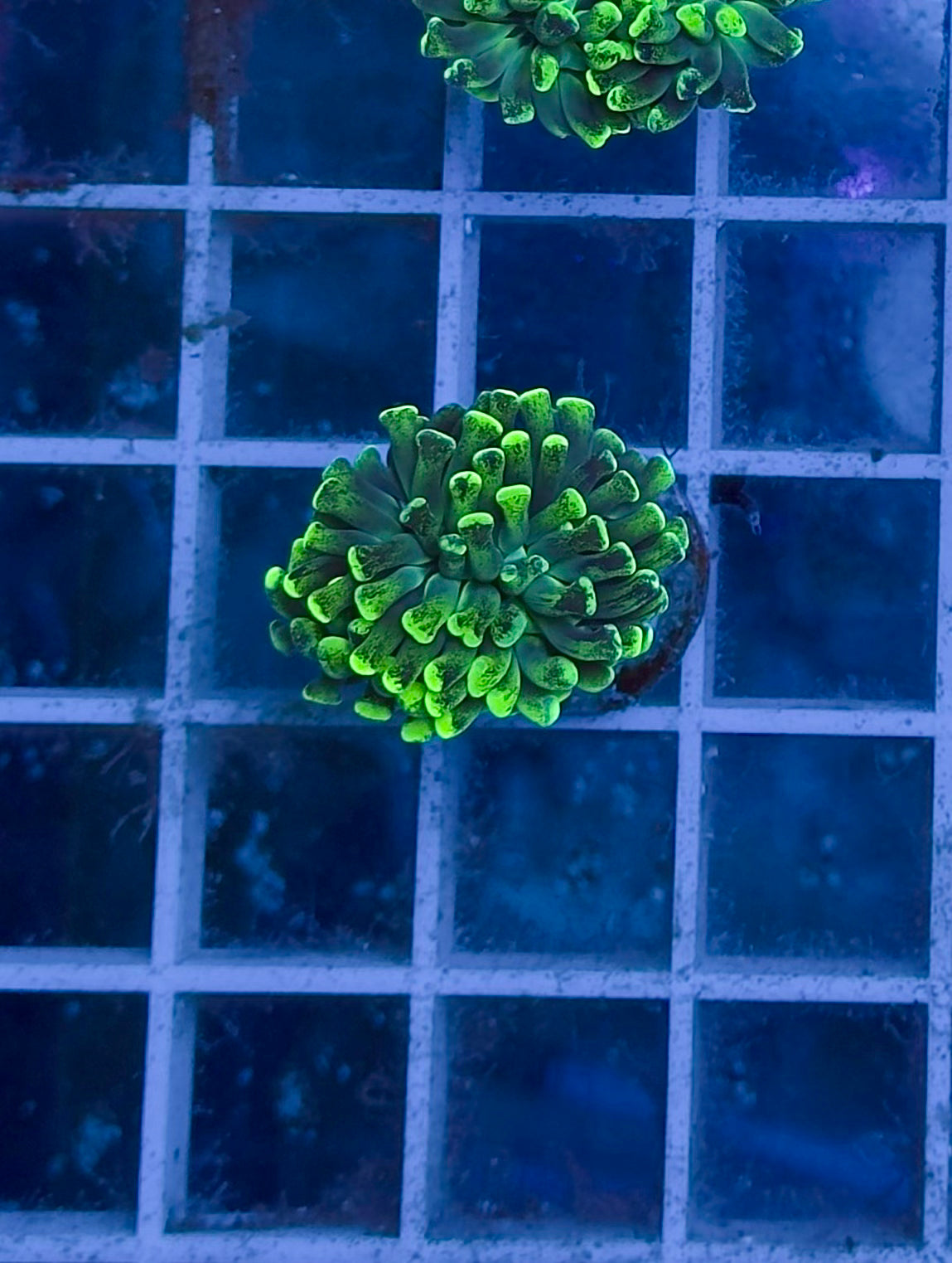 Euphyllia Toxic Green