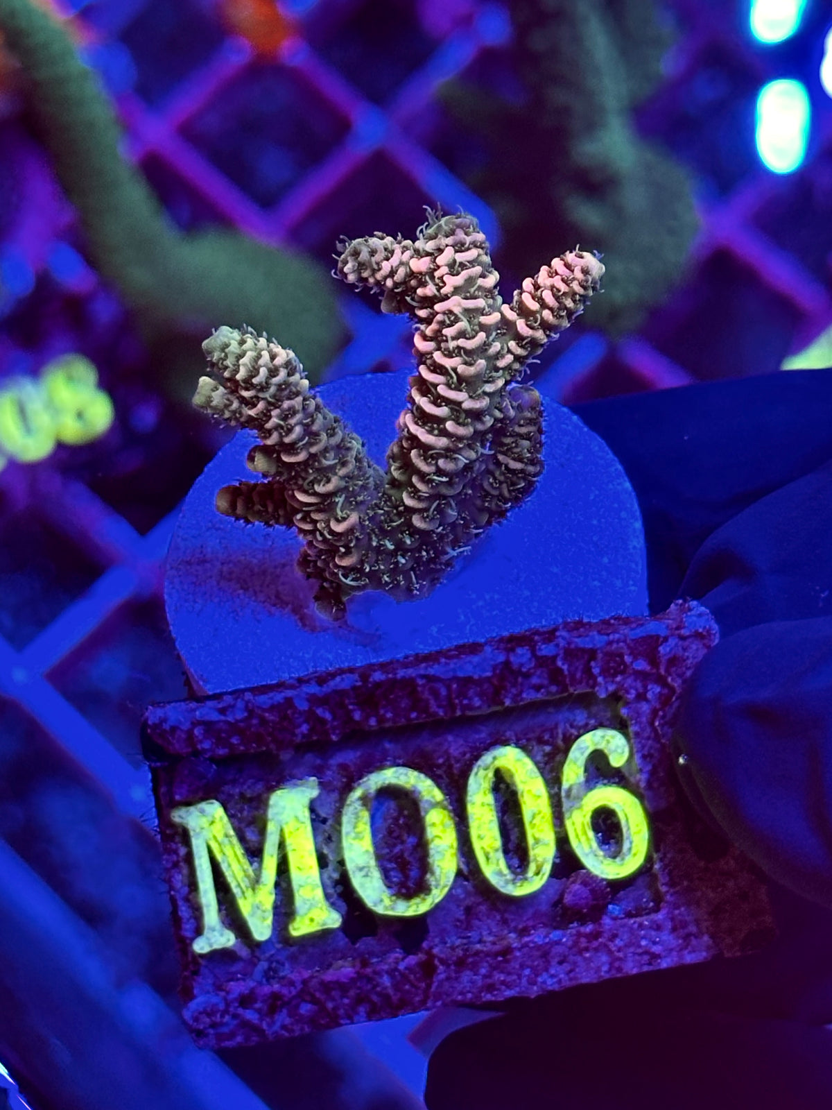 Acropora MILLEPORA "PEACH"