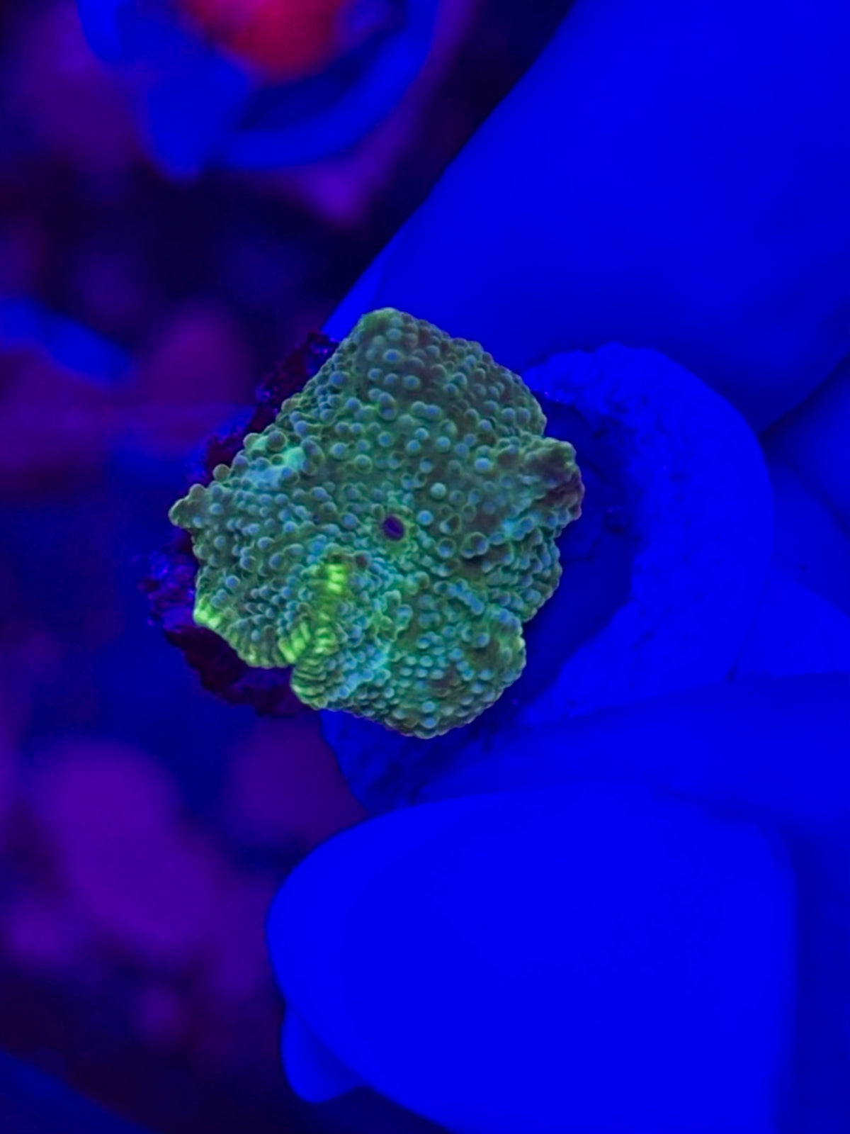 Discosoma WYSIWYG 005