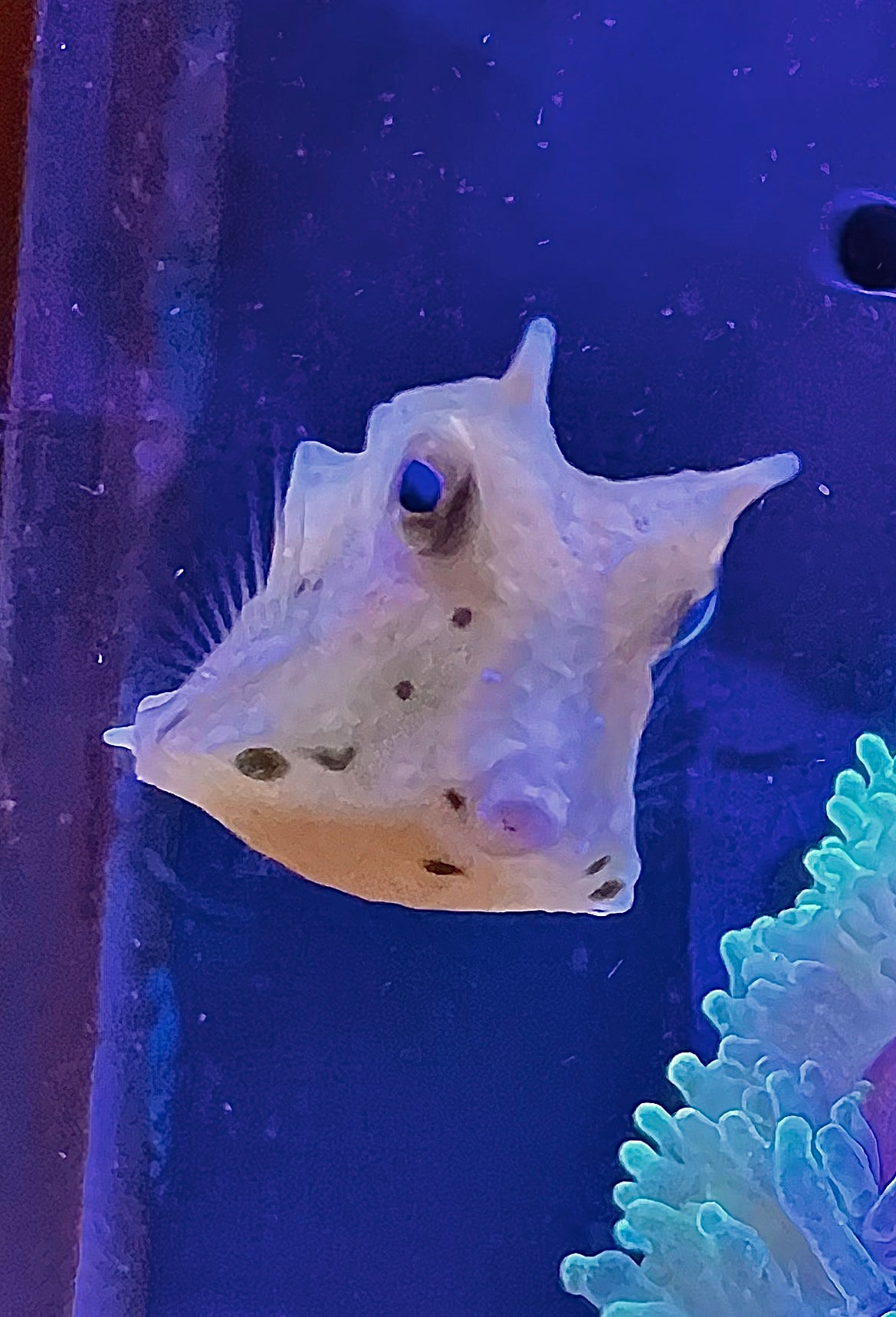 Pez Cofre Cornudo/Vaca - Lactoria cornuta - CoralMastery | PECES