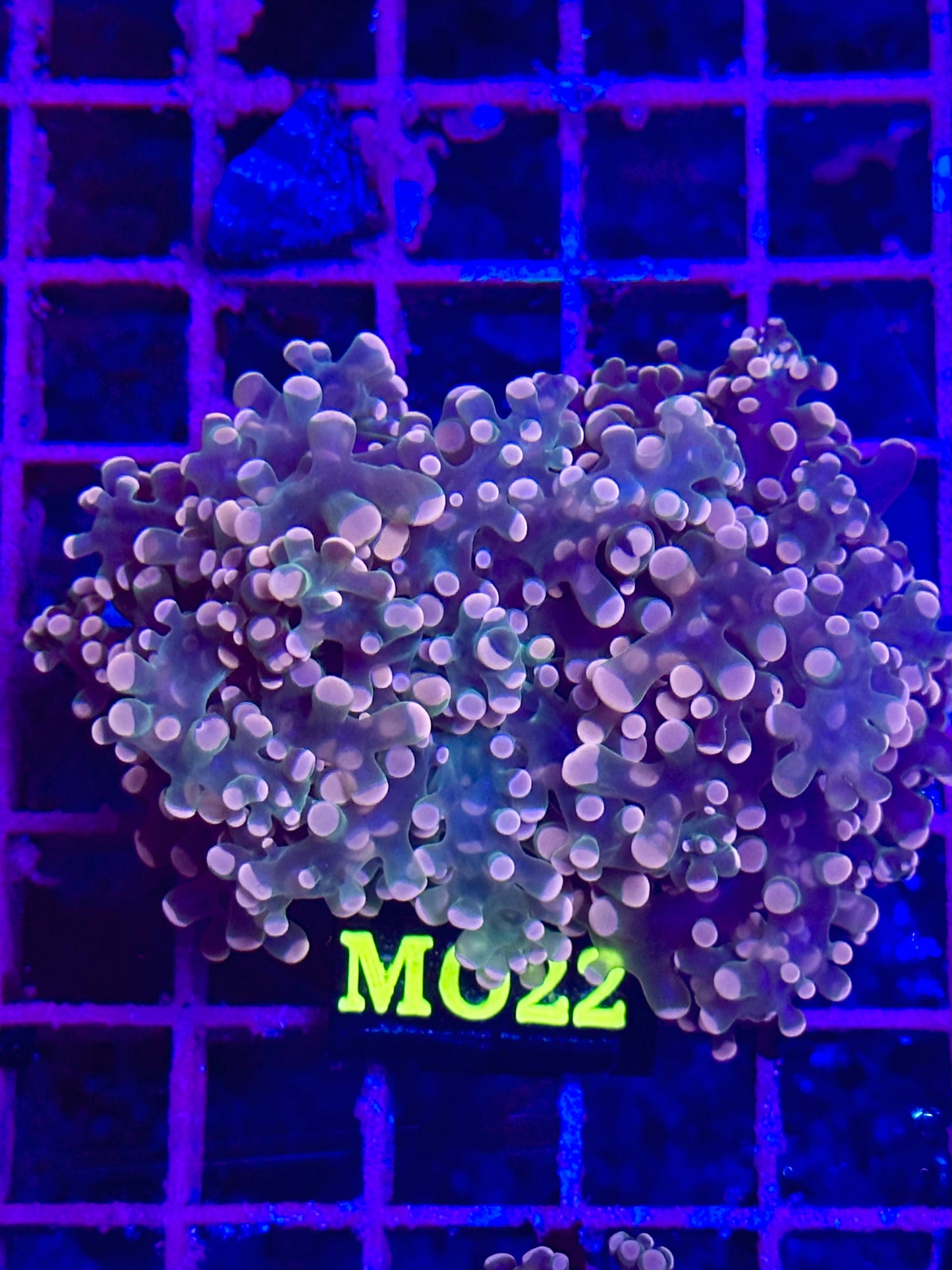 Euphyllia Yaeyamaensis CAMMO