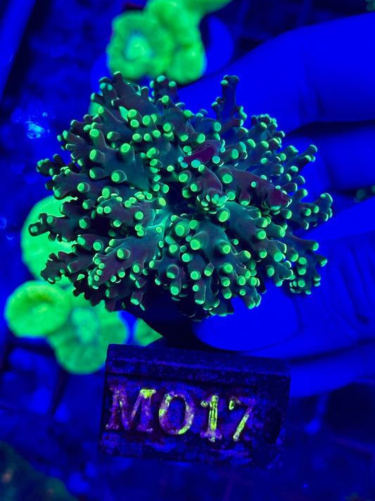 Euphyllia Yaeyamaensis YELLOW