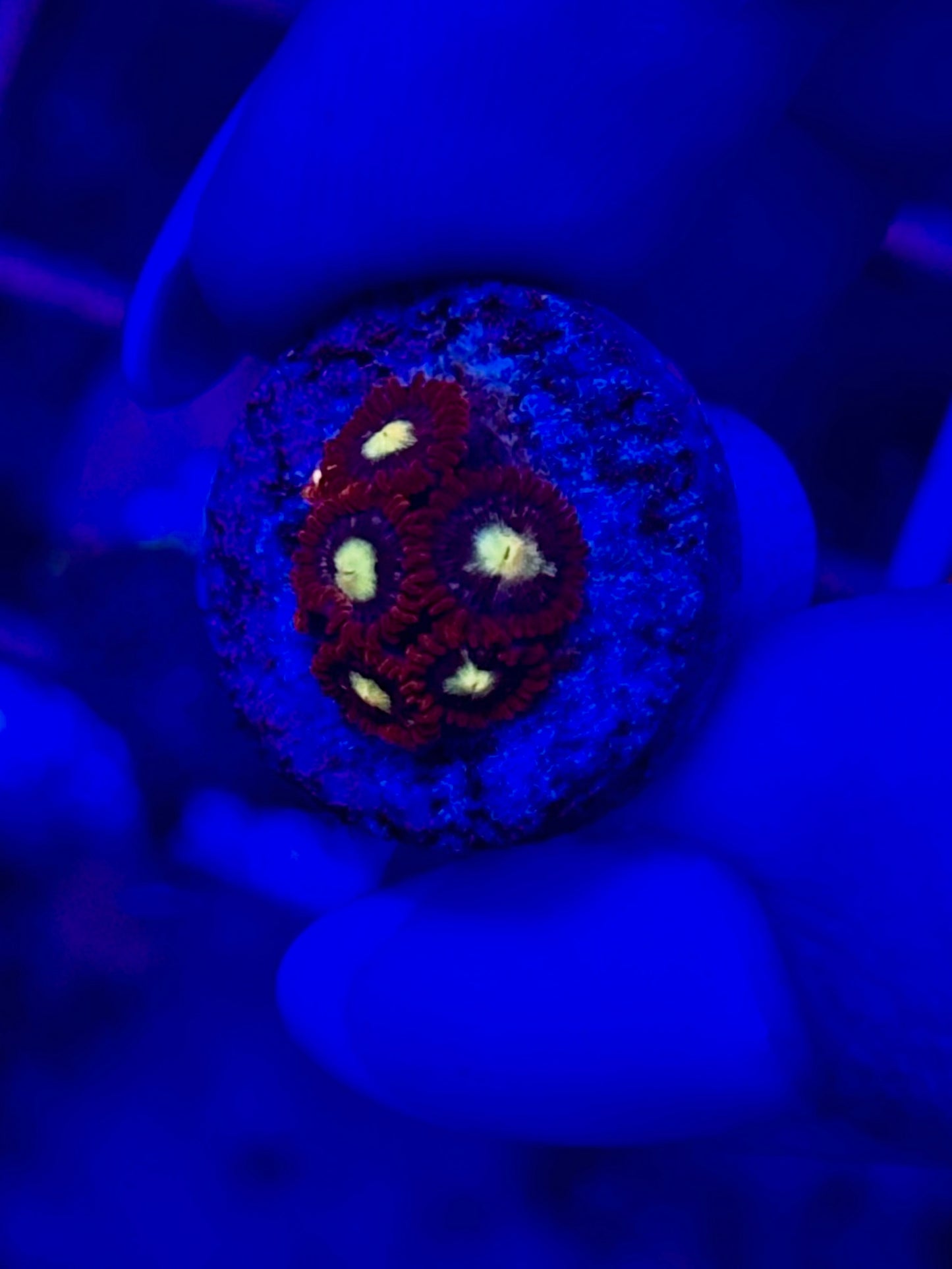 Zoanthus WYSIWYG 010