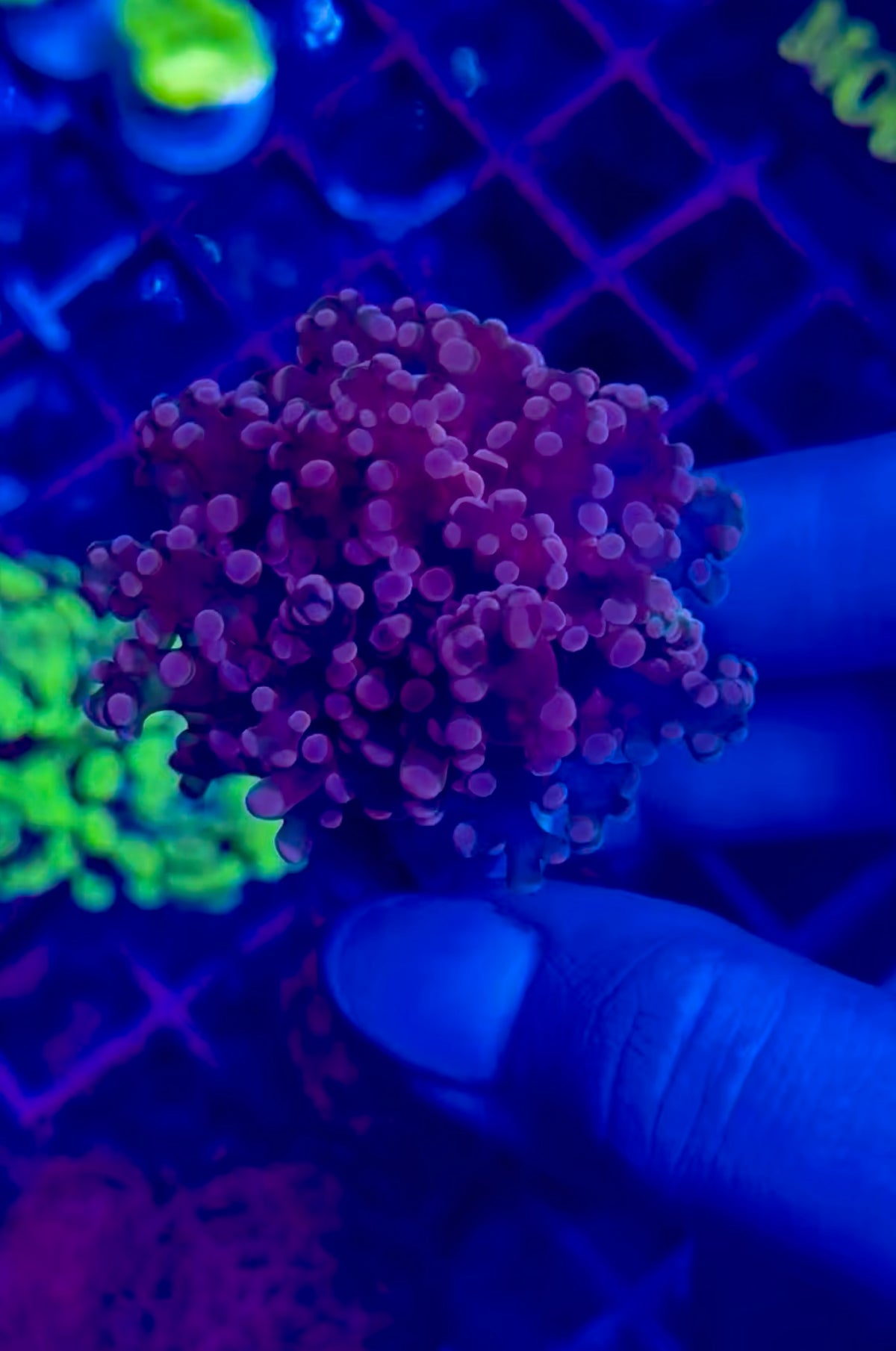 Euphyllia Yaeyamaensis PURPLE