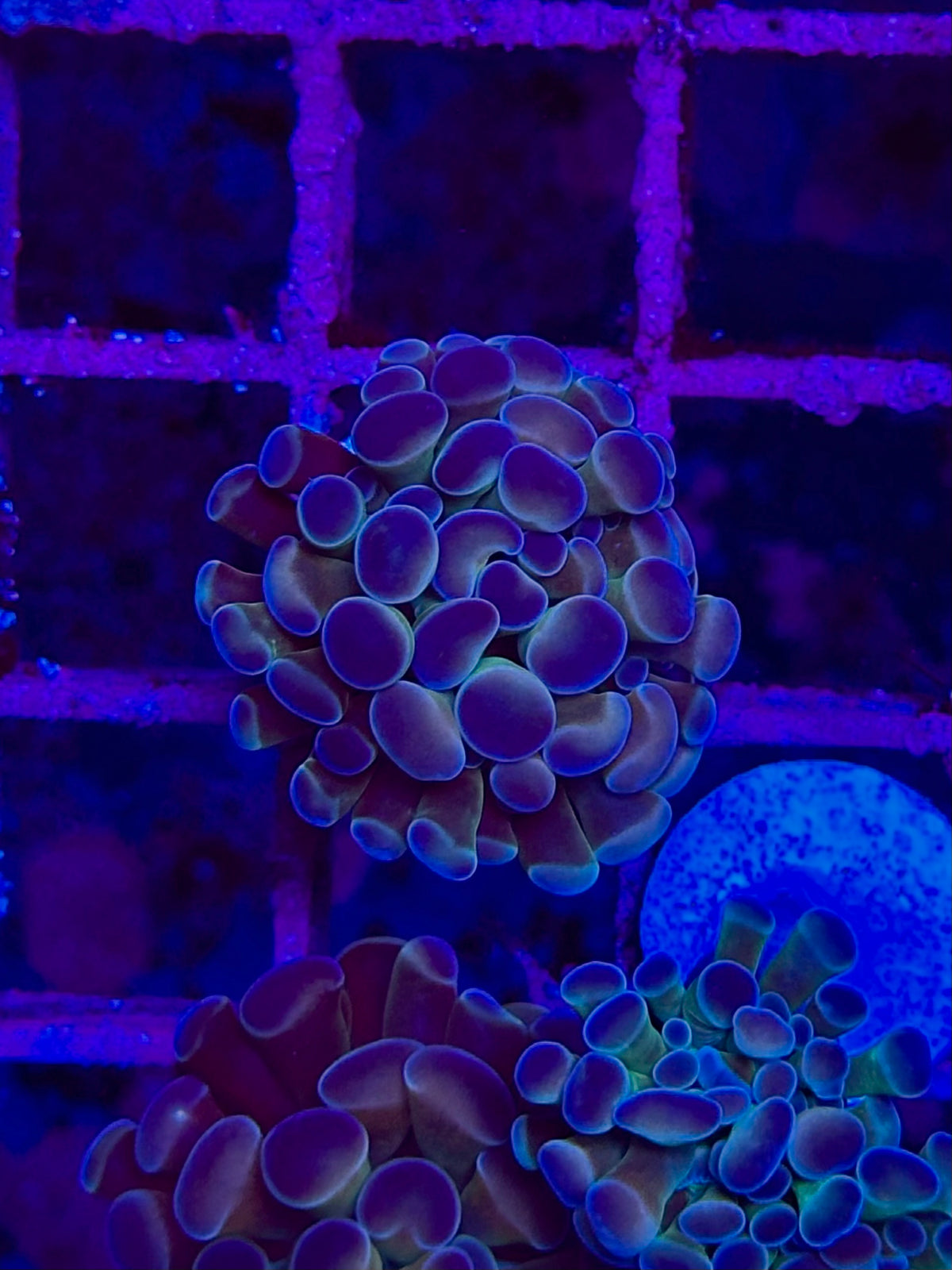 EUPHYLLIA paraancora ULTRA