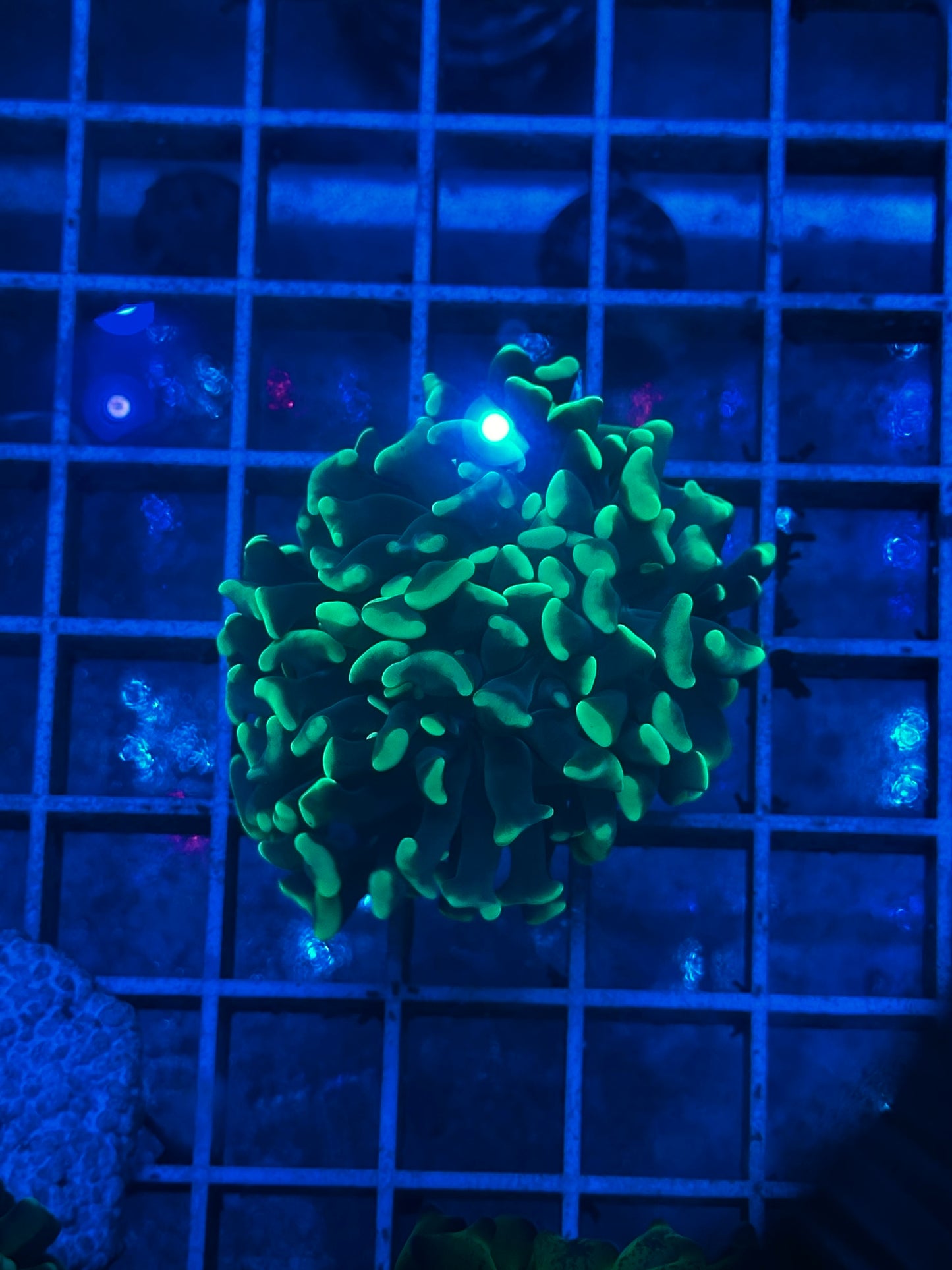 Euphyllia Ancora Neon Tip z023