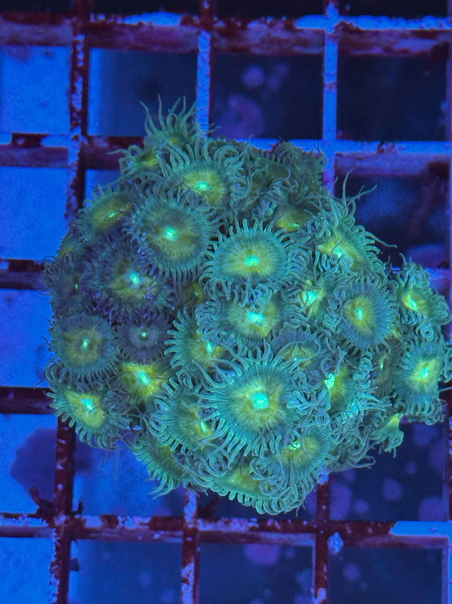 Palythoas - centro verde, puntas azules