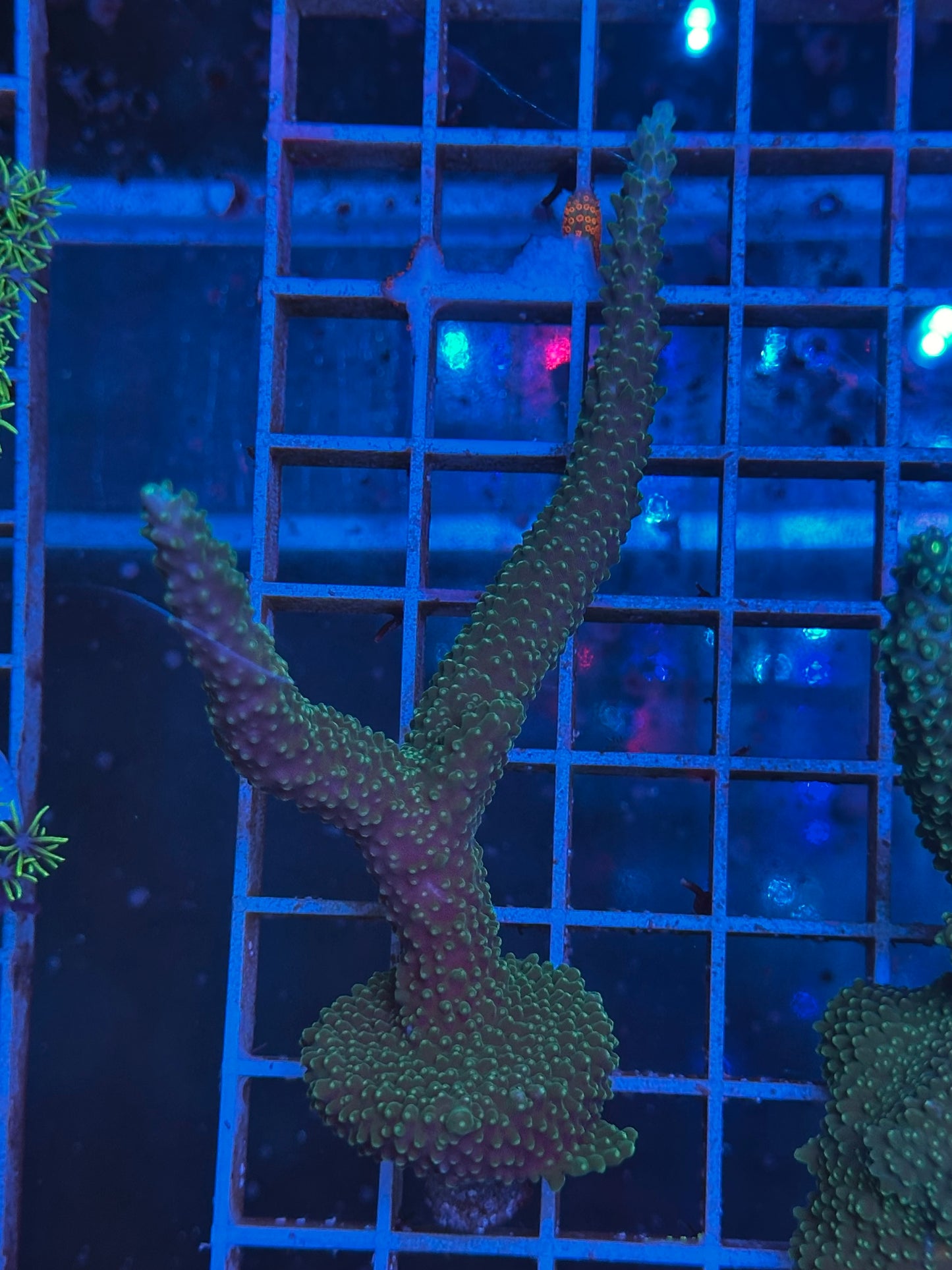 Acropora Formosa AC16