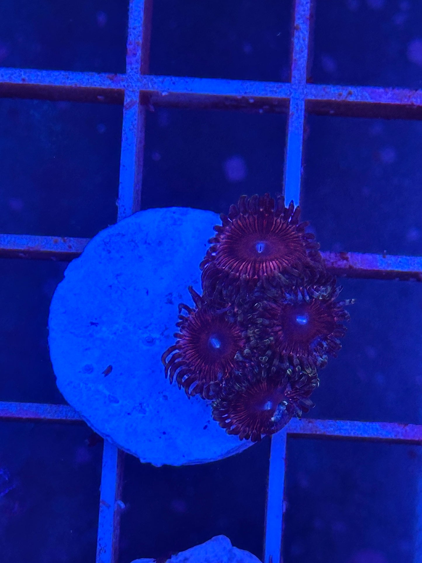 Zoanthus WYSIWYG 005