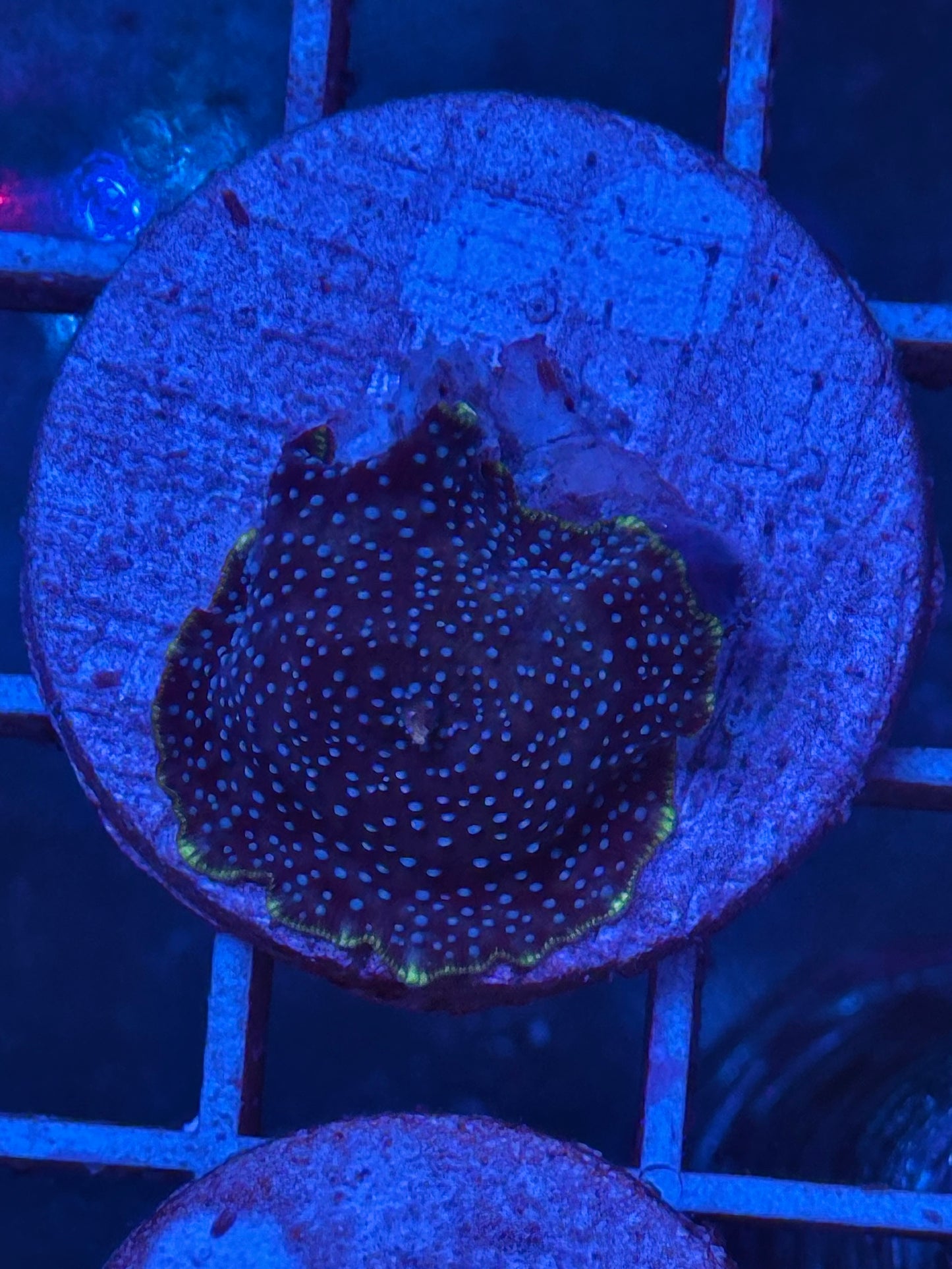 Discosoma sp. "teal spotted purple" - CoralMastery | CORAL