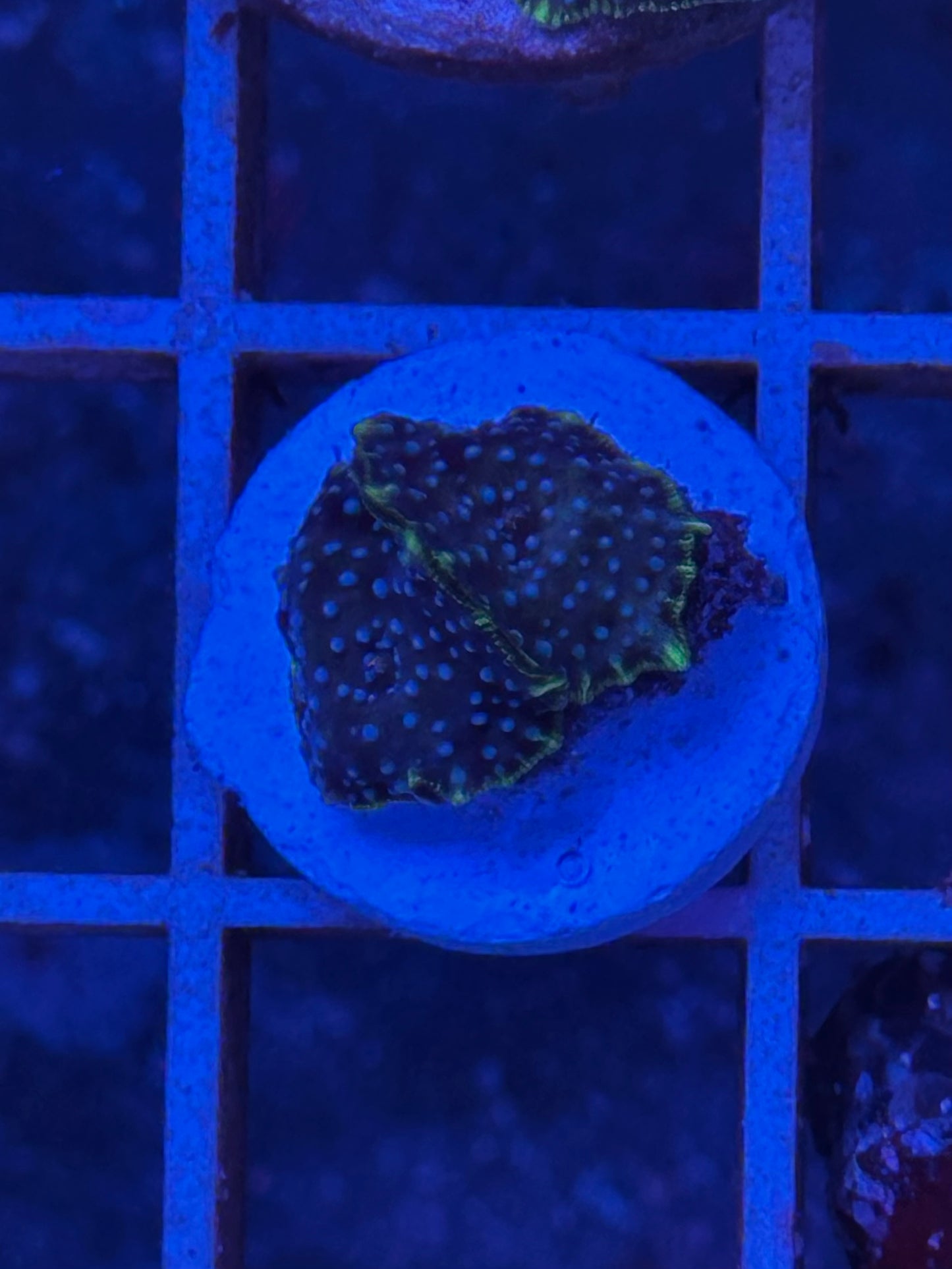 Discosoma sp. "teal spotted purple"