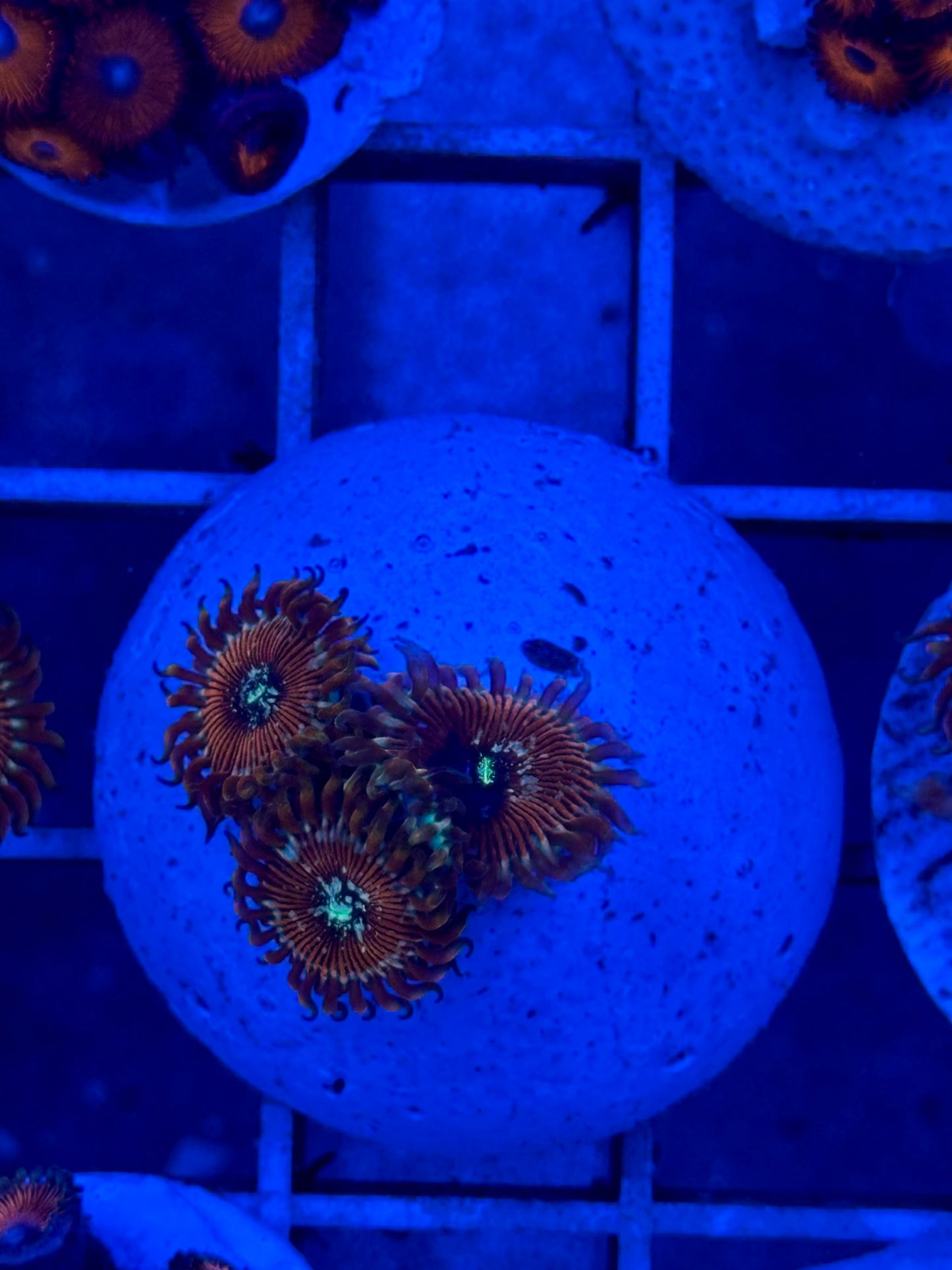 Zoanthus WYSIWYG 006 - CoralMastery
