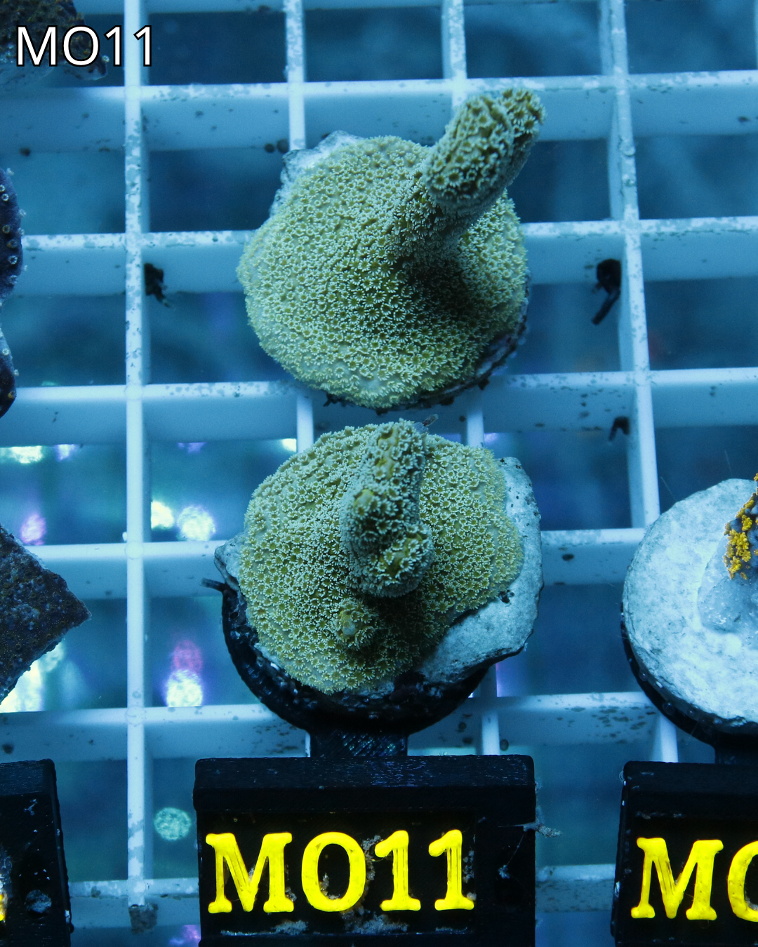 Montipora digitata celeste MO11