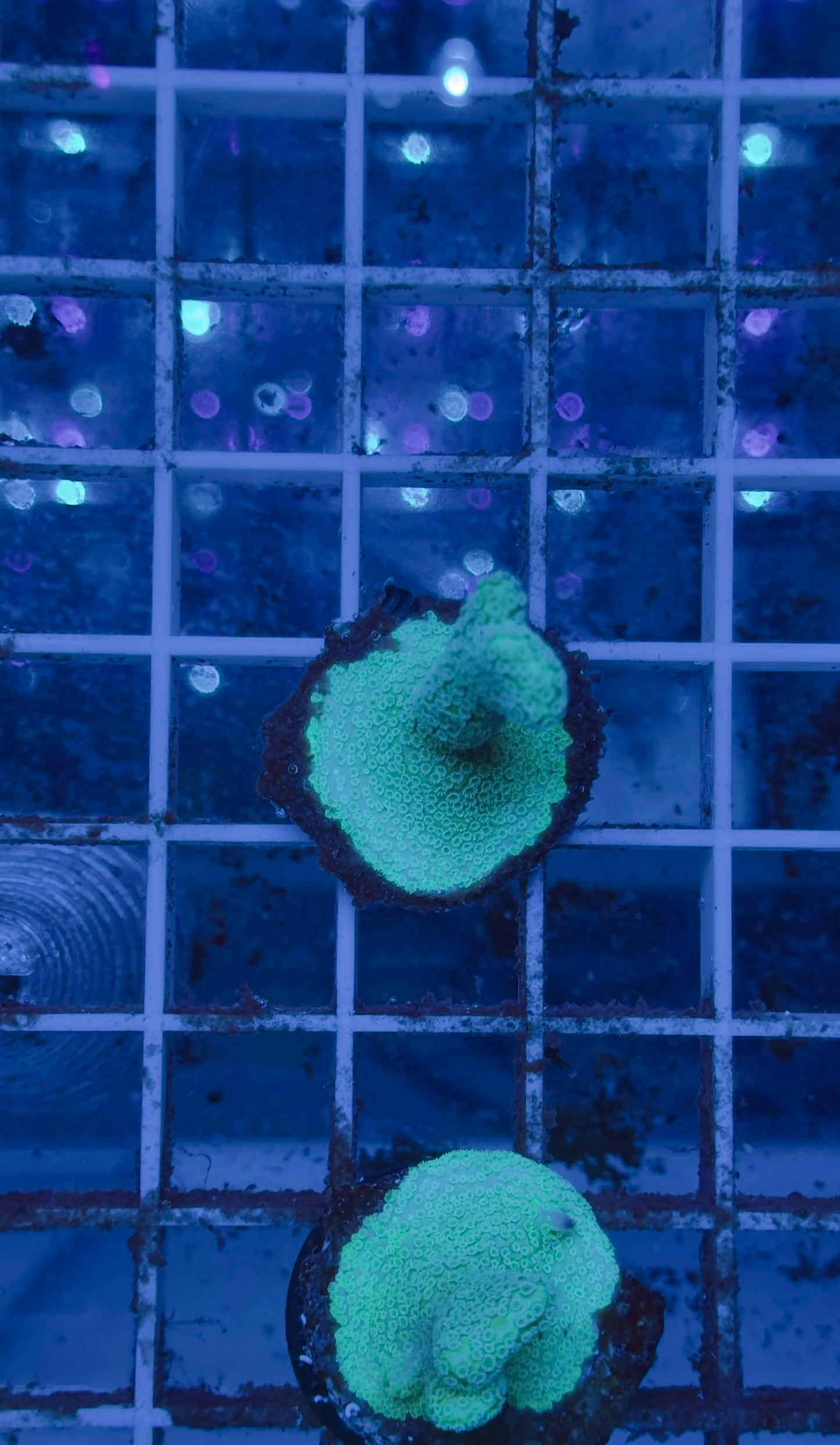 Montipora digitata celeste