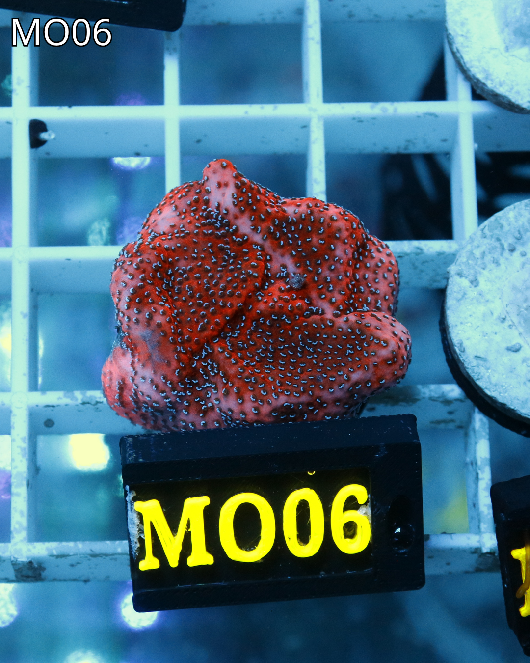Montipora incrustante roja MO06