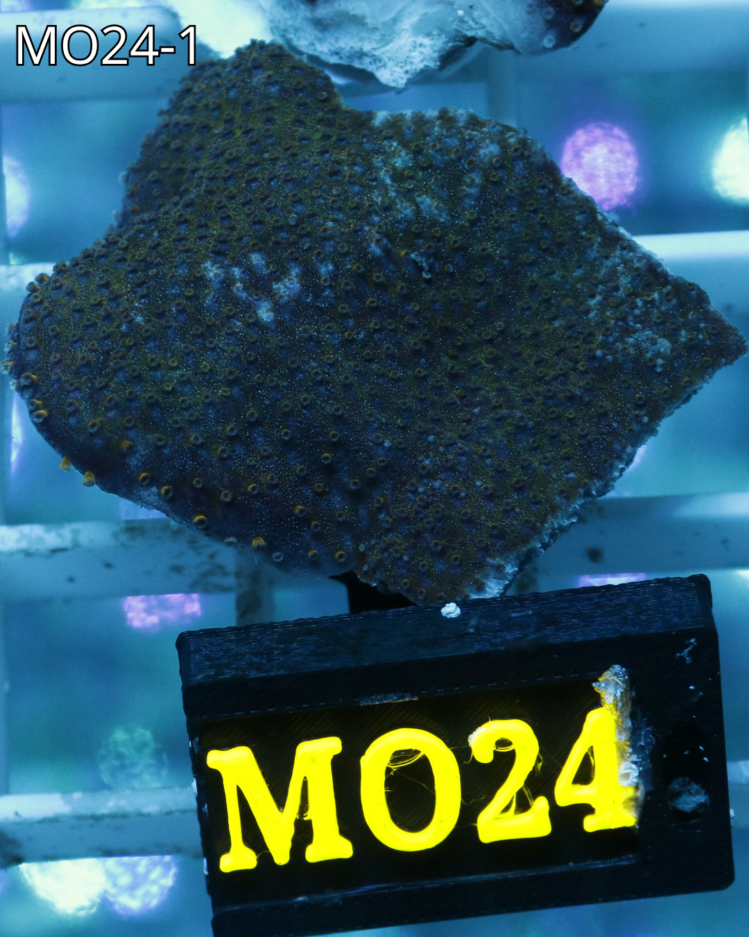Montipora plato rojiza con pólipo verde MO24