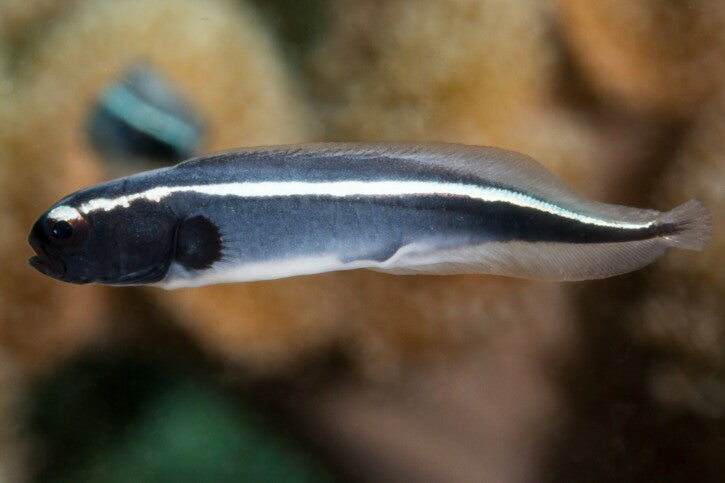 Pholidichthys leucotaenia – Gobio Ingeniero o Blenio Convicto
