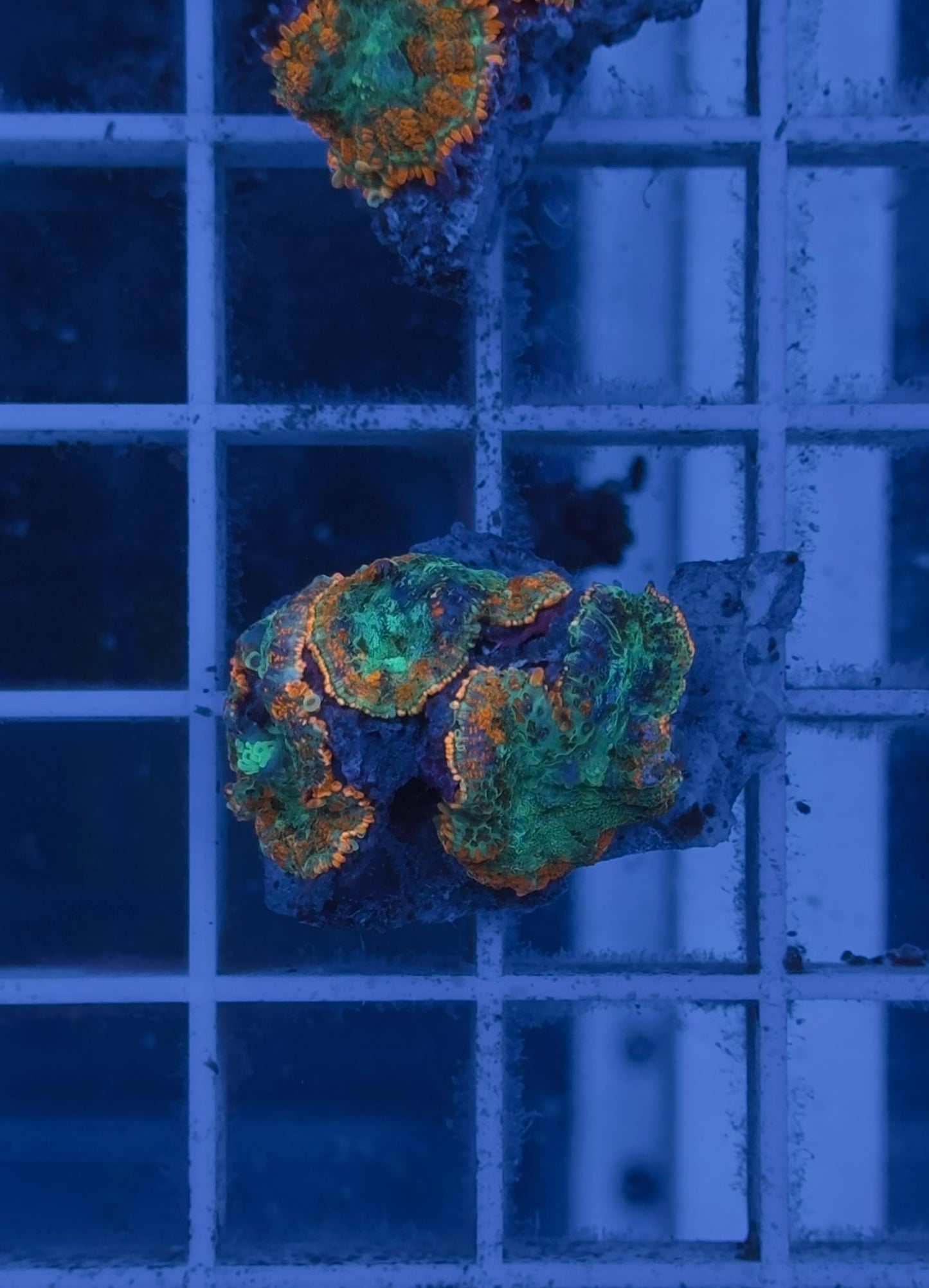 Rhodactis Orange Ring