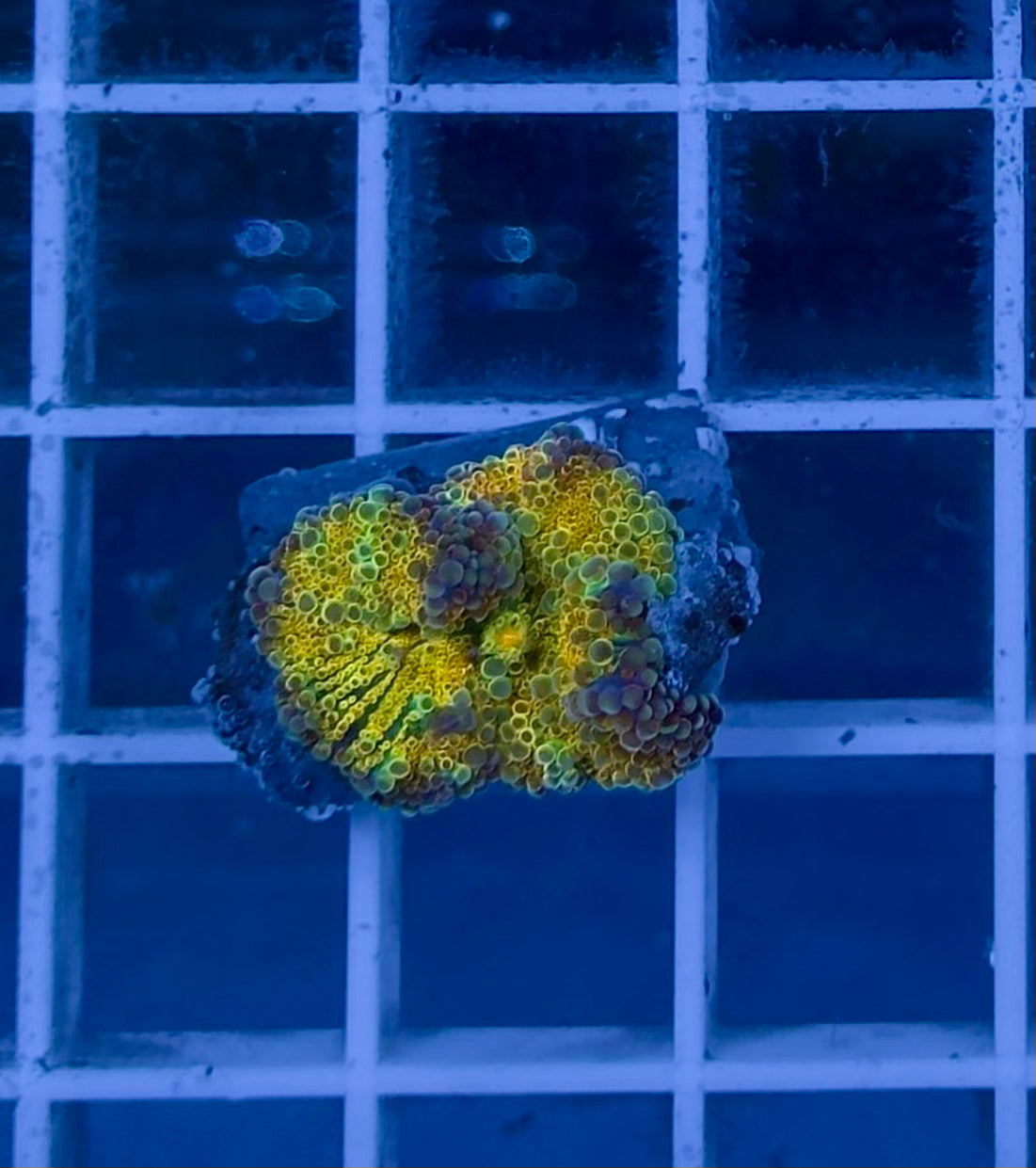 Ricordea Rainbow Yellow
