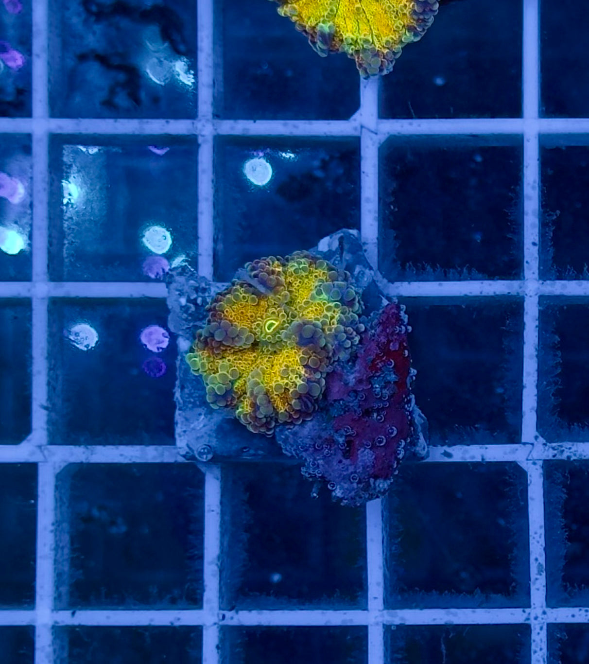 Ricordea Rainbow Yellow