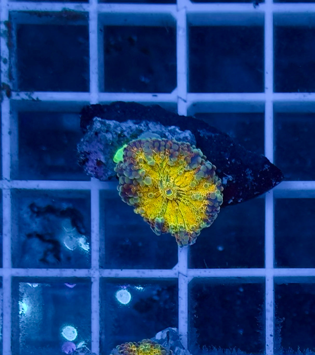 Ricordea Rainbow Yellow