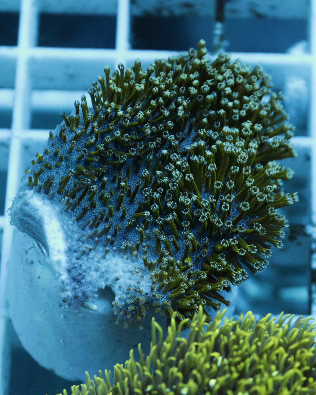 Sarcophyton
