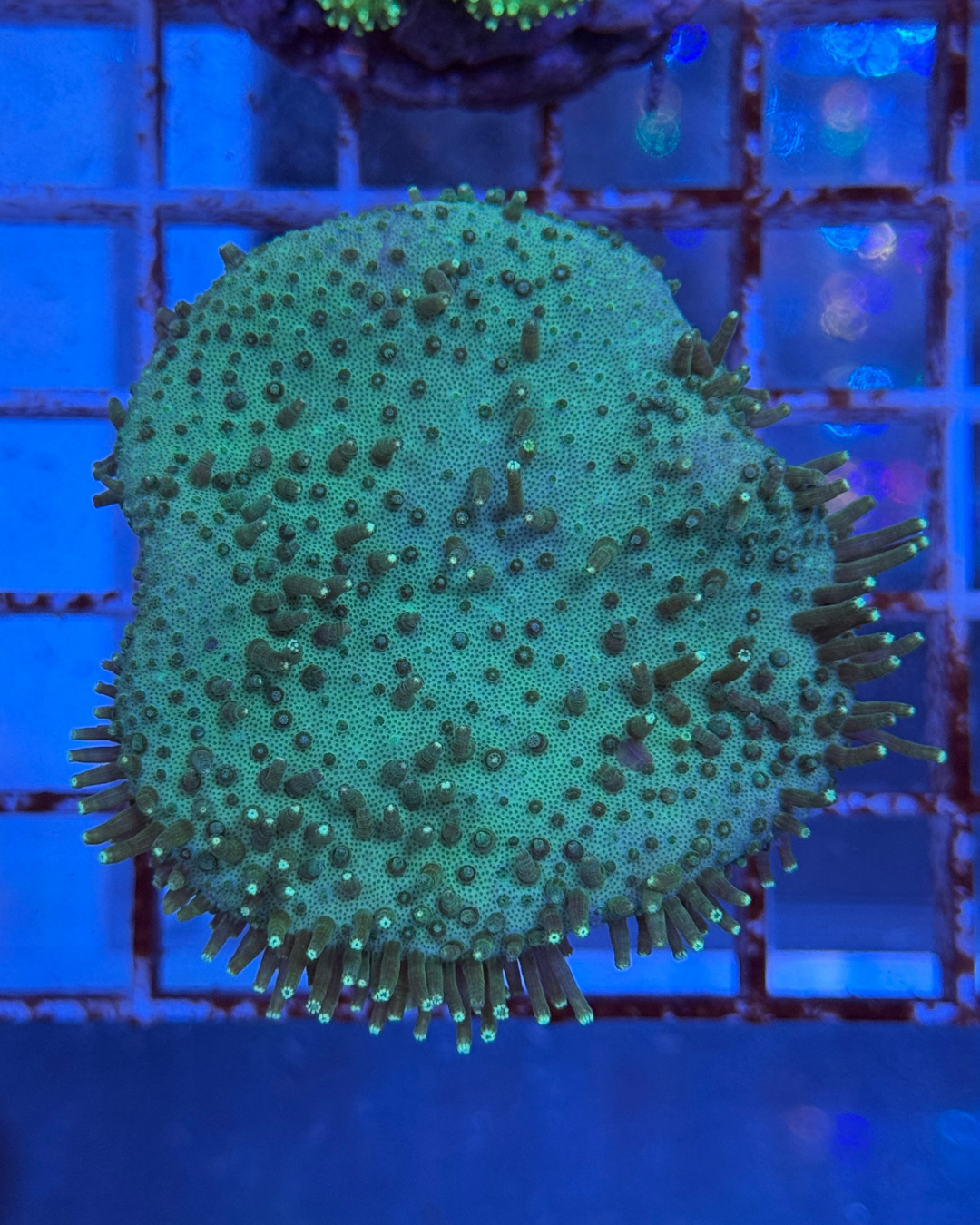 Sarcophyton