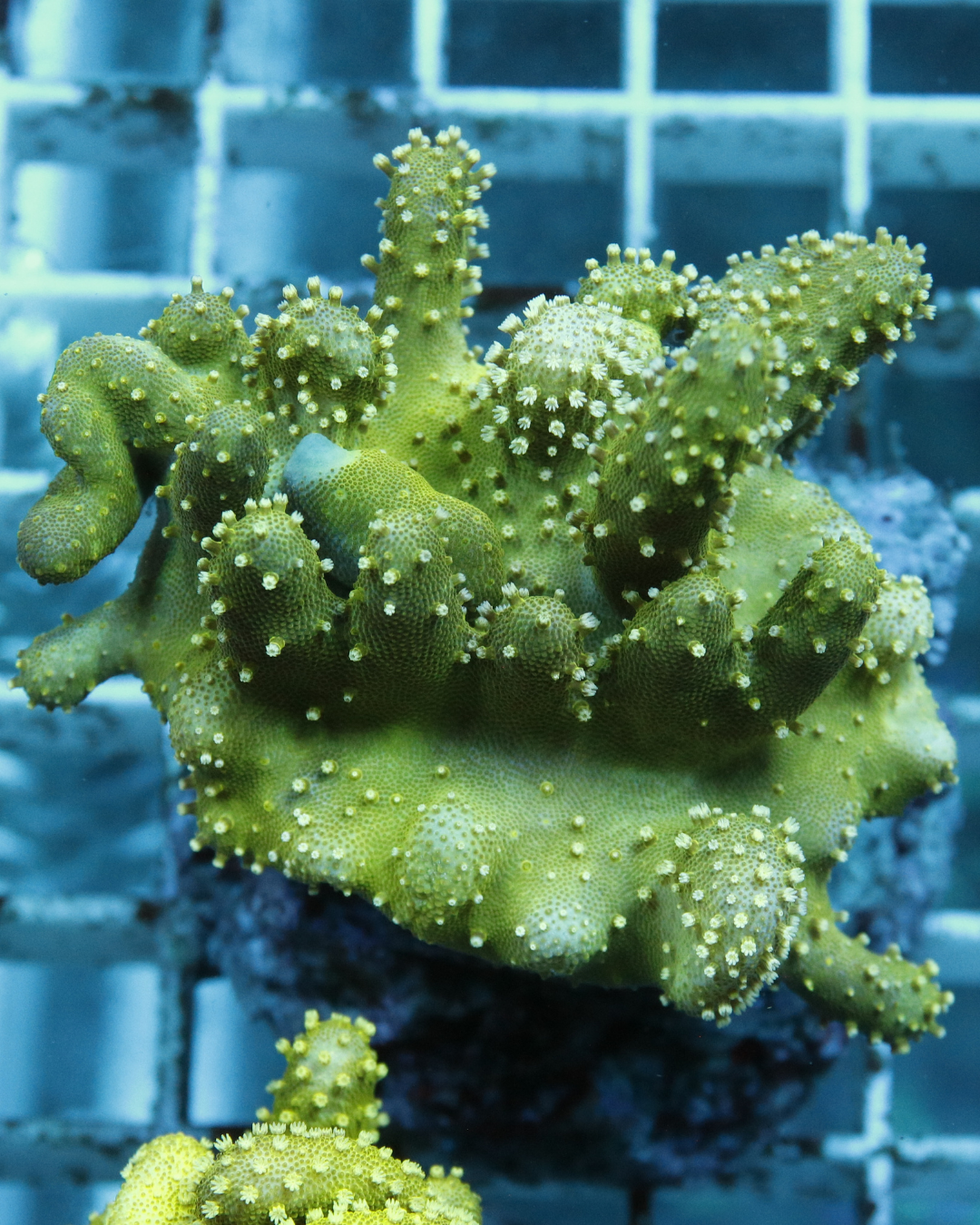 Sarcophyton