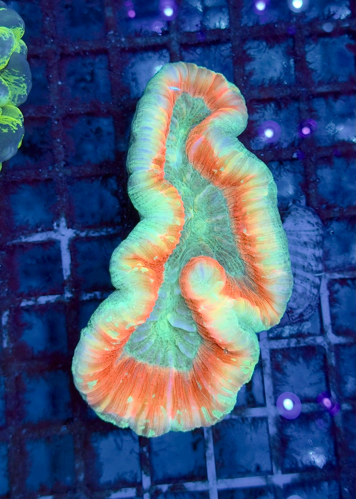 Trachyphyllia Red Rim XL