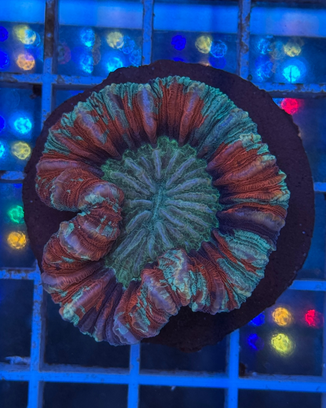 Trachyphyllia Red